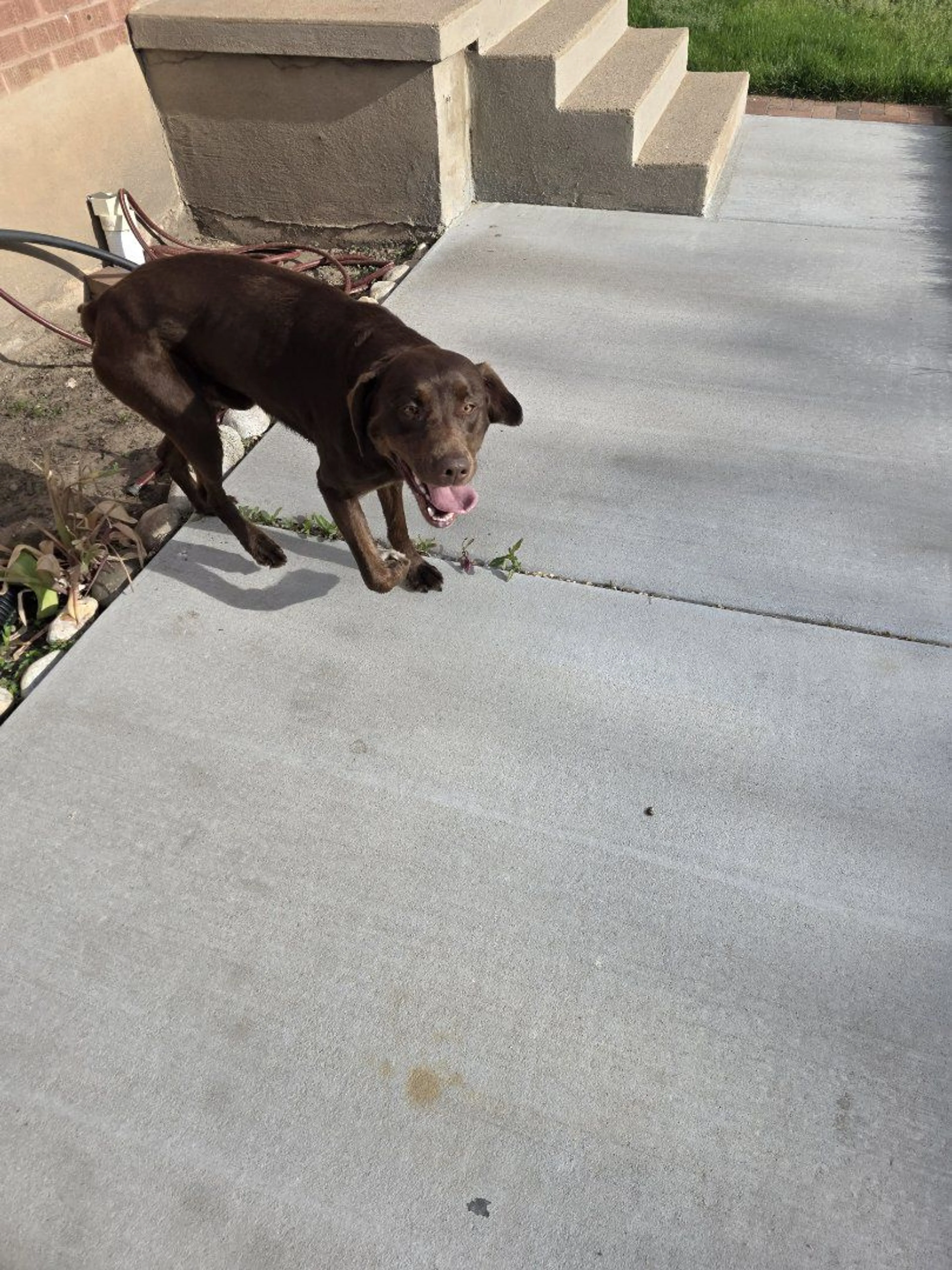 Lost pet-1