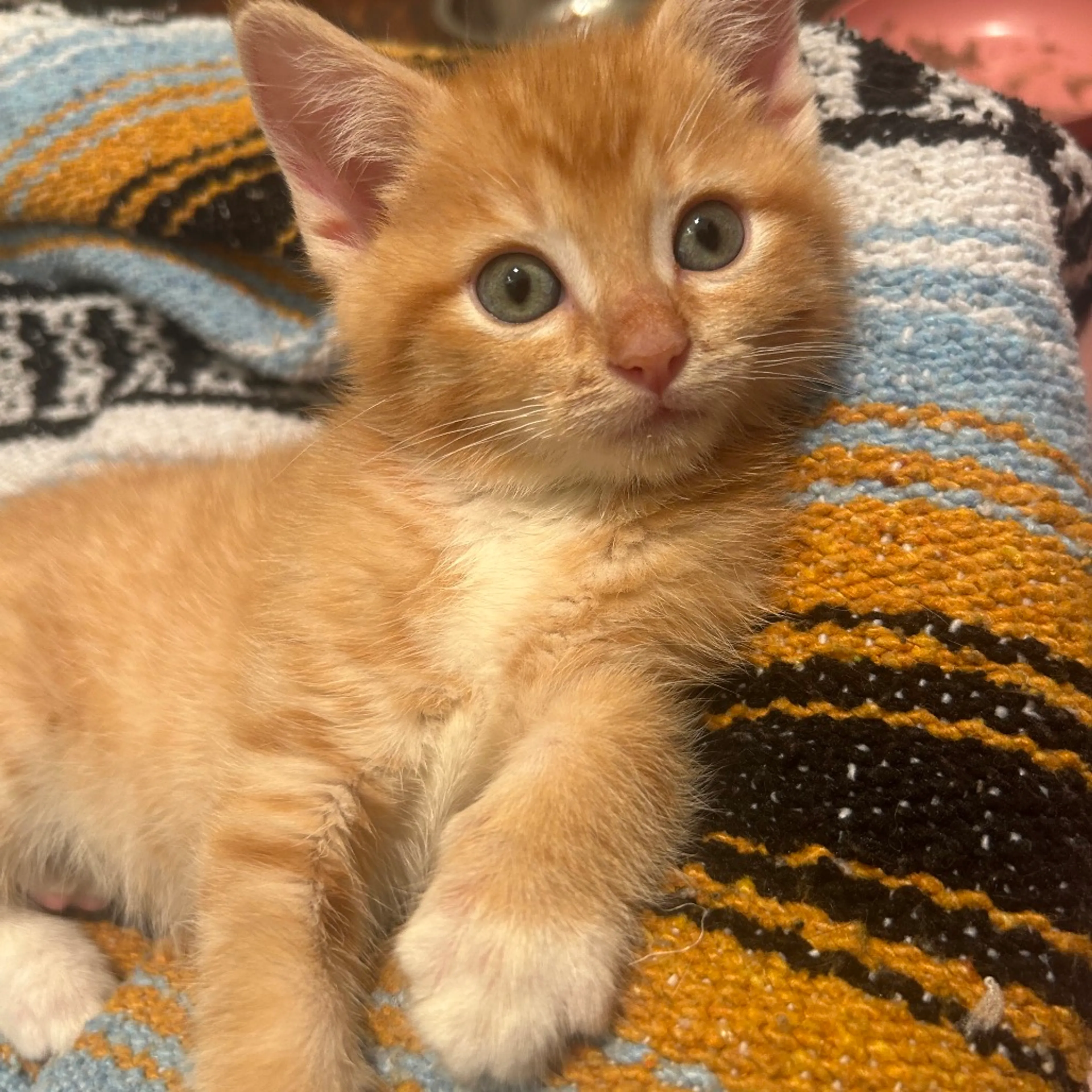 Found pet-10