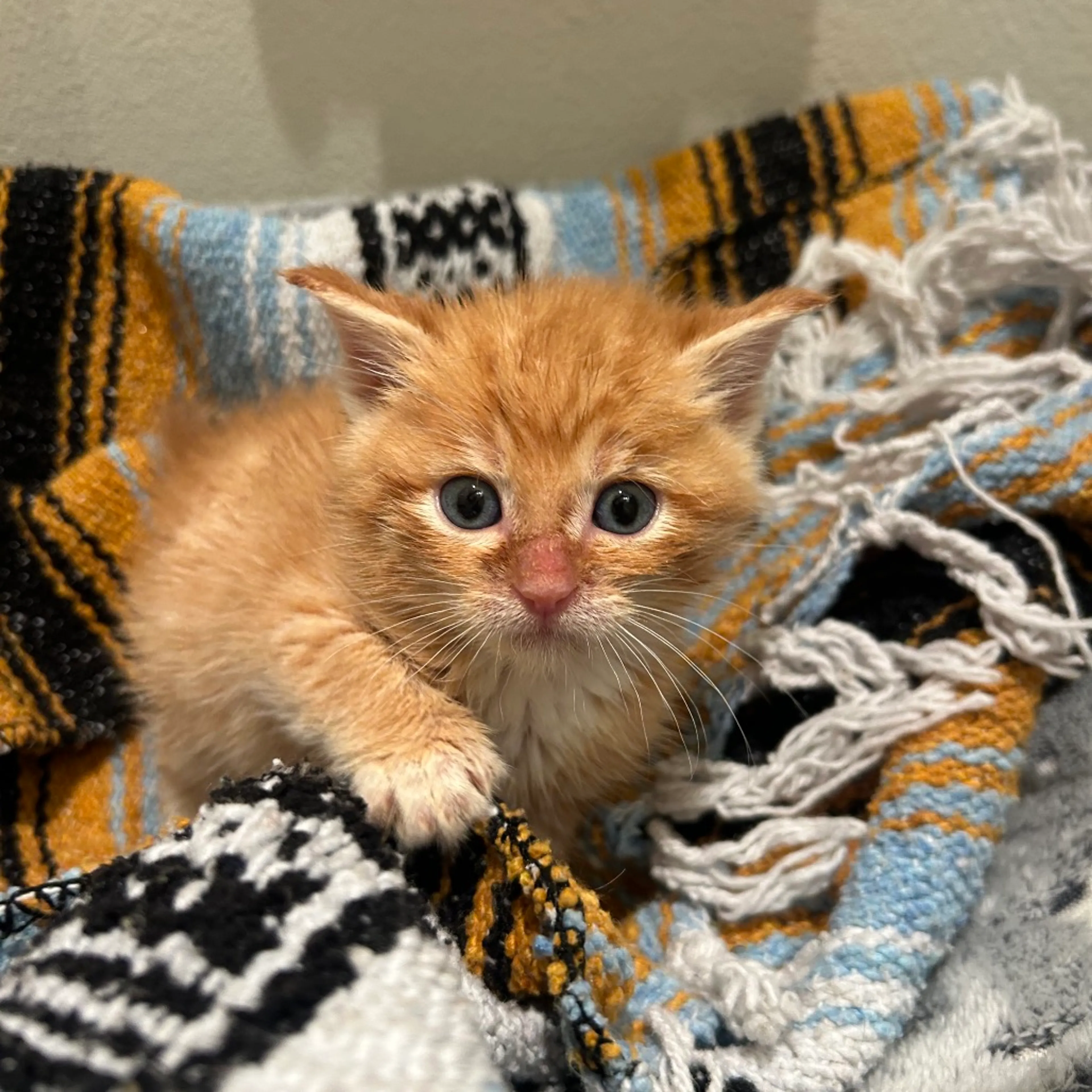 Found pet-5