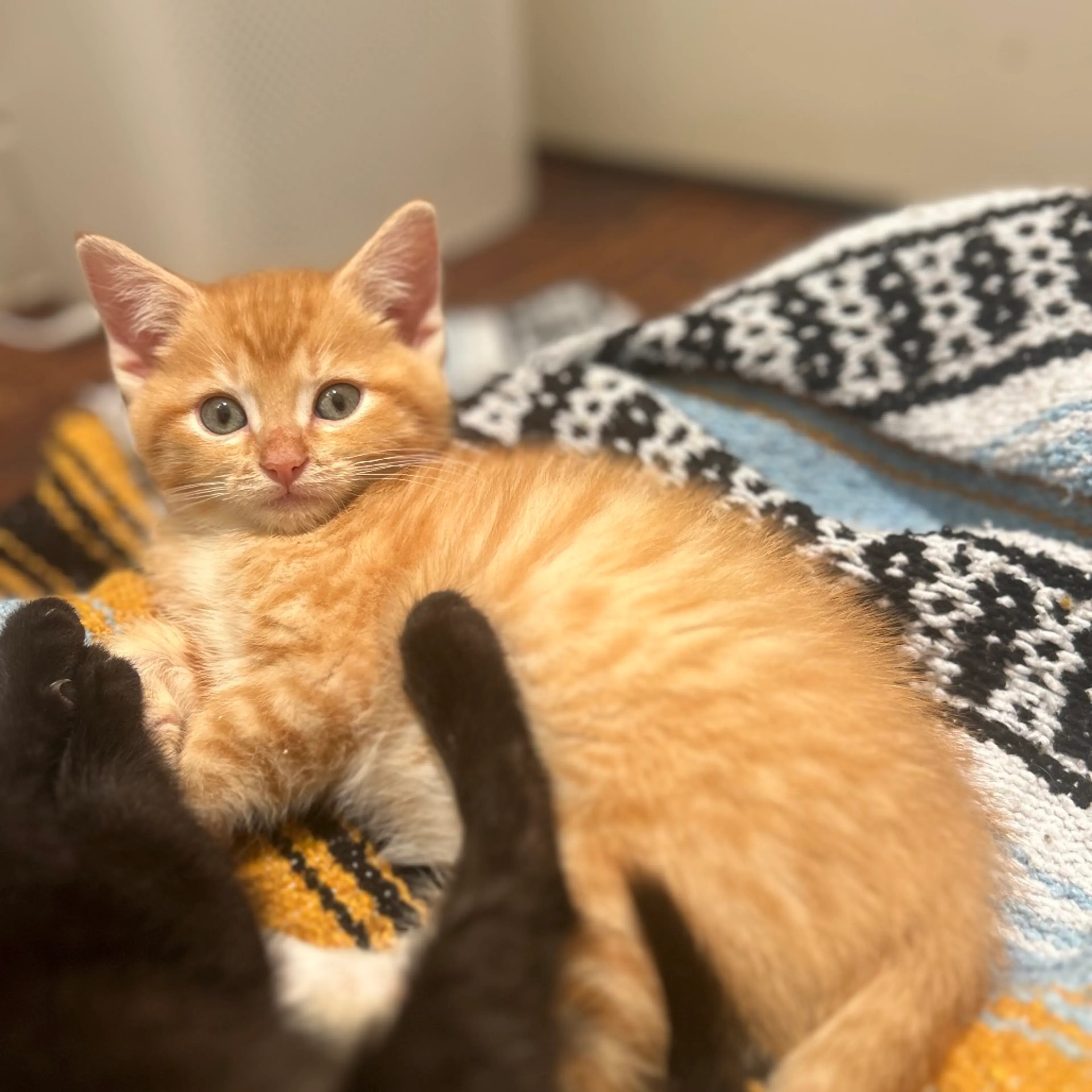 Found pet-11