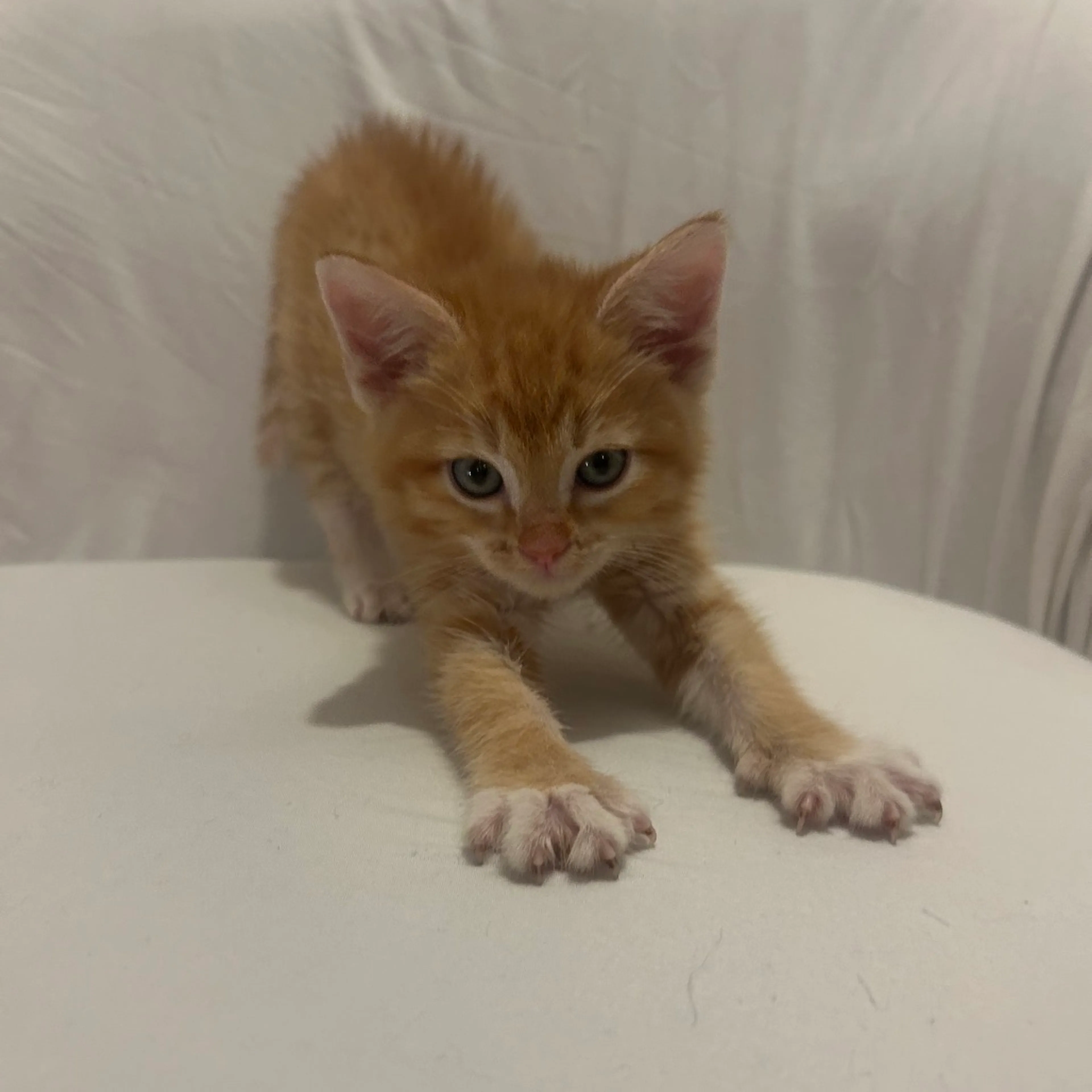 Found pet-6