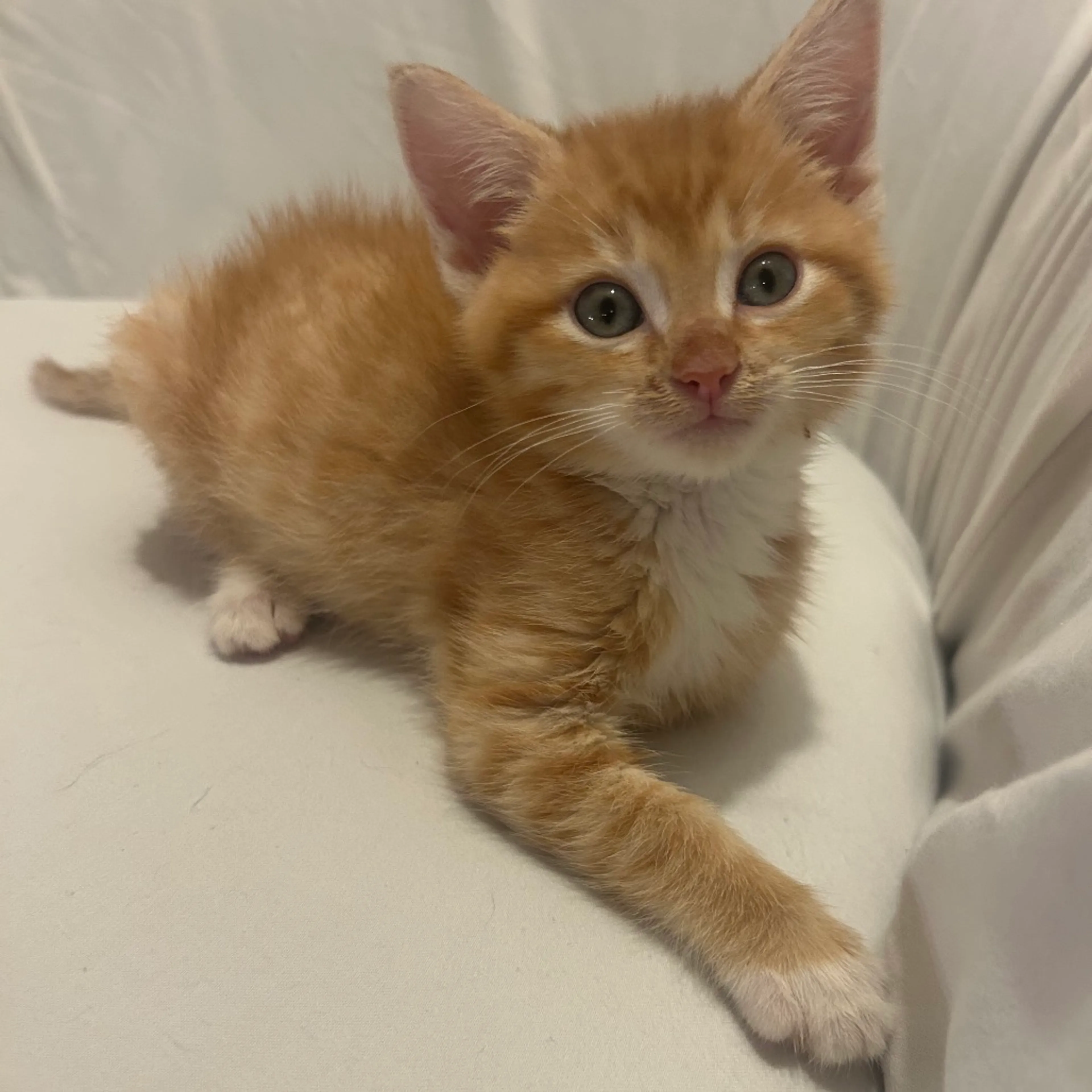 Found pet-5