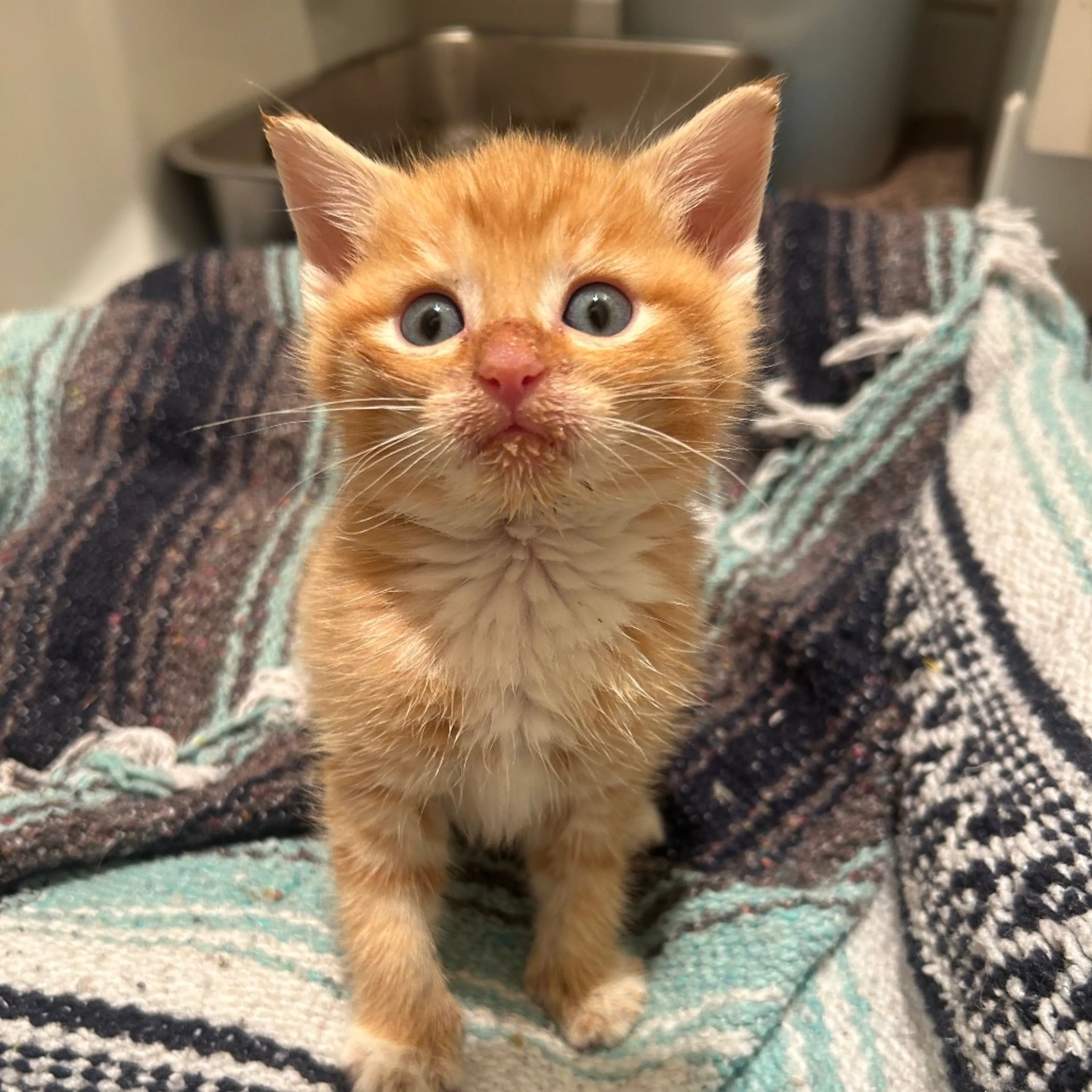 Found pet-3