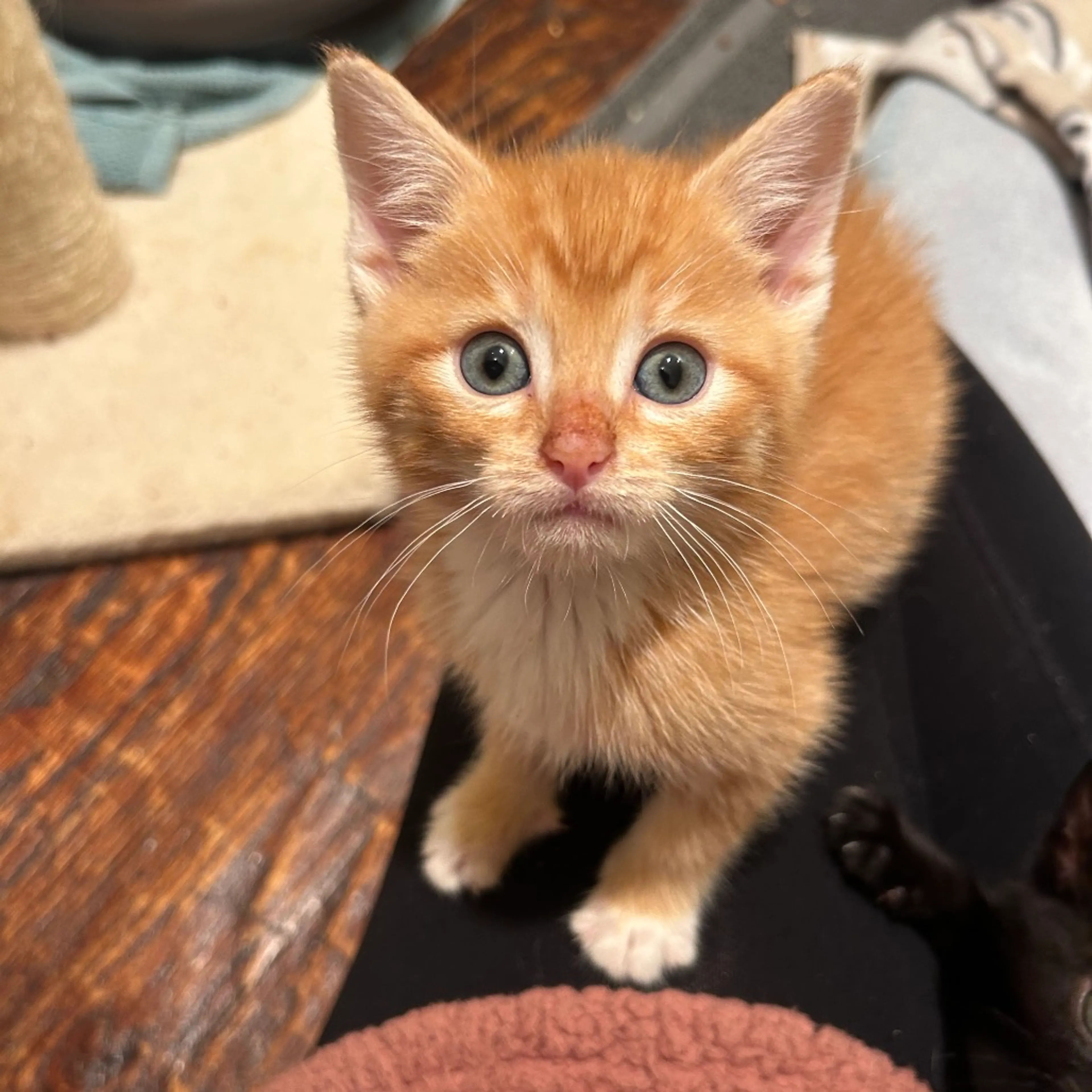 Found pet-17