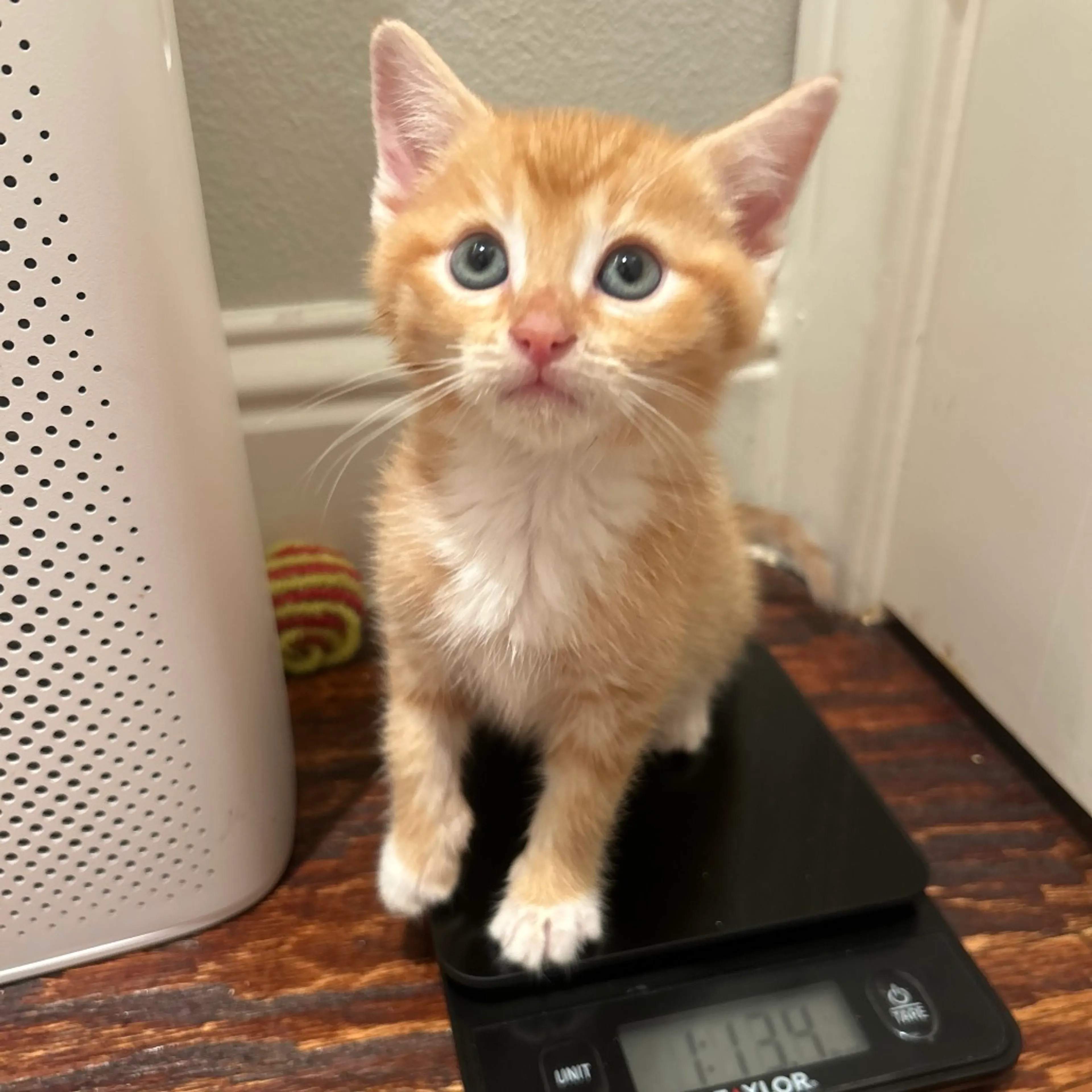 Found pet-13