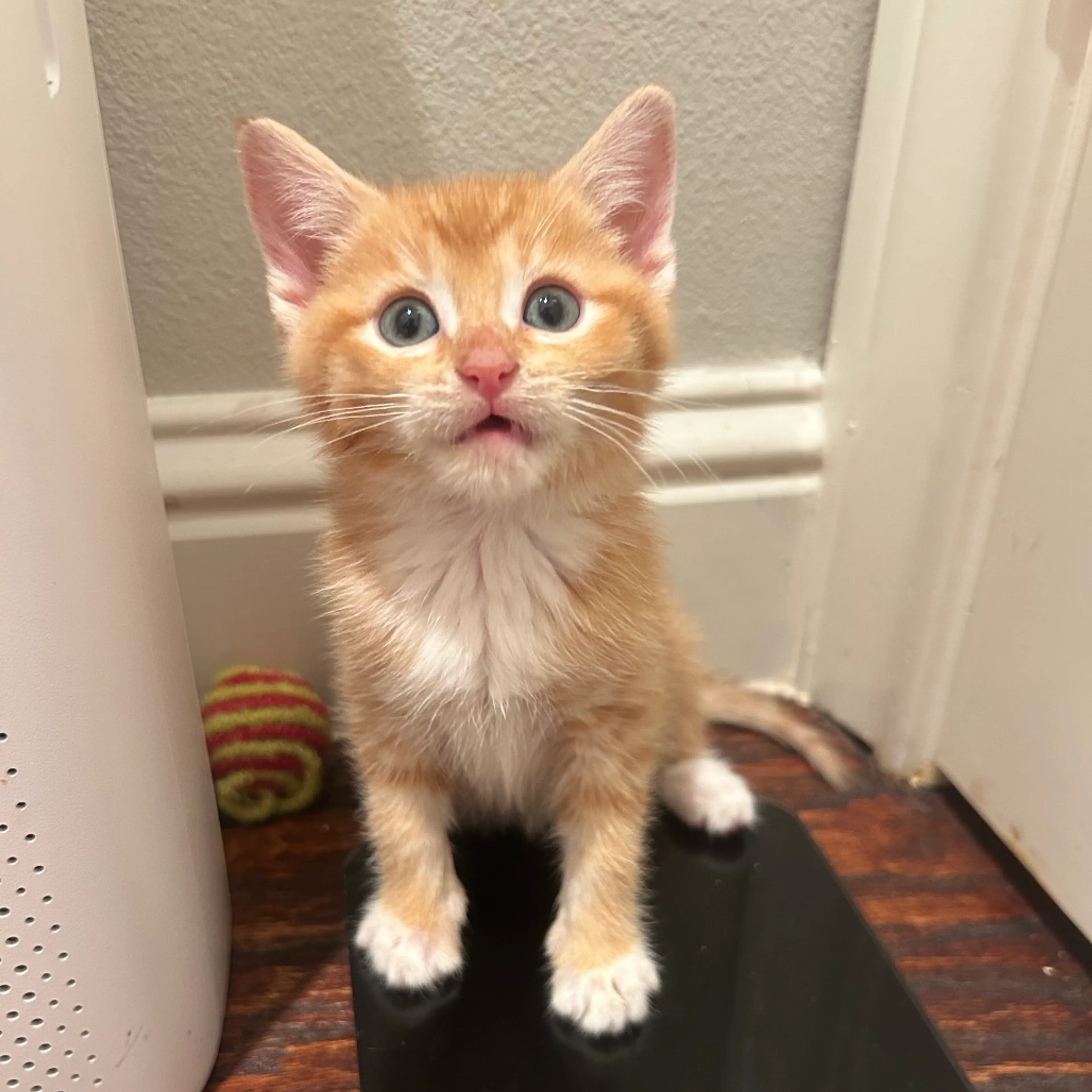 Found pet-14