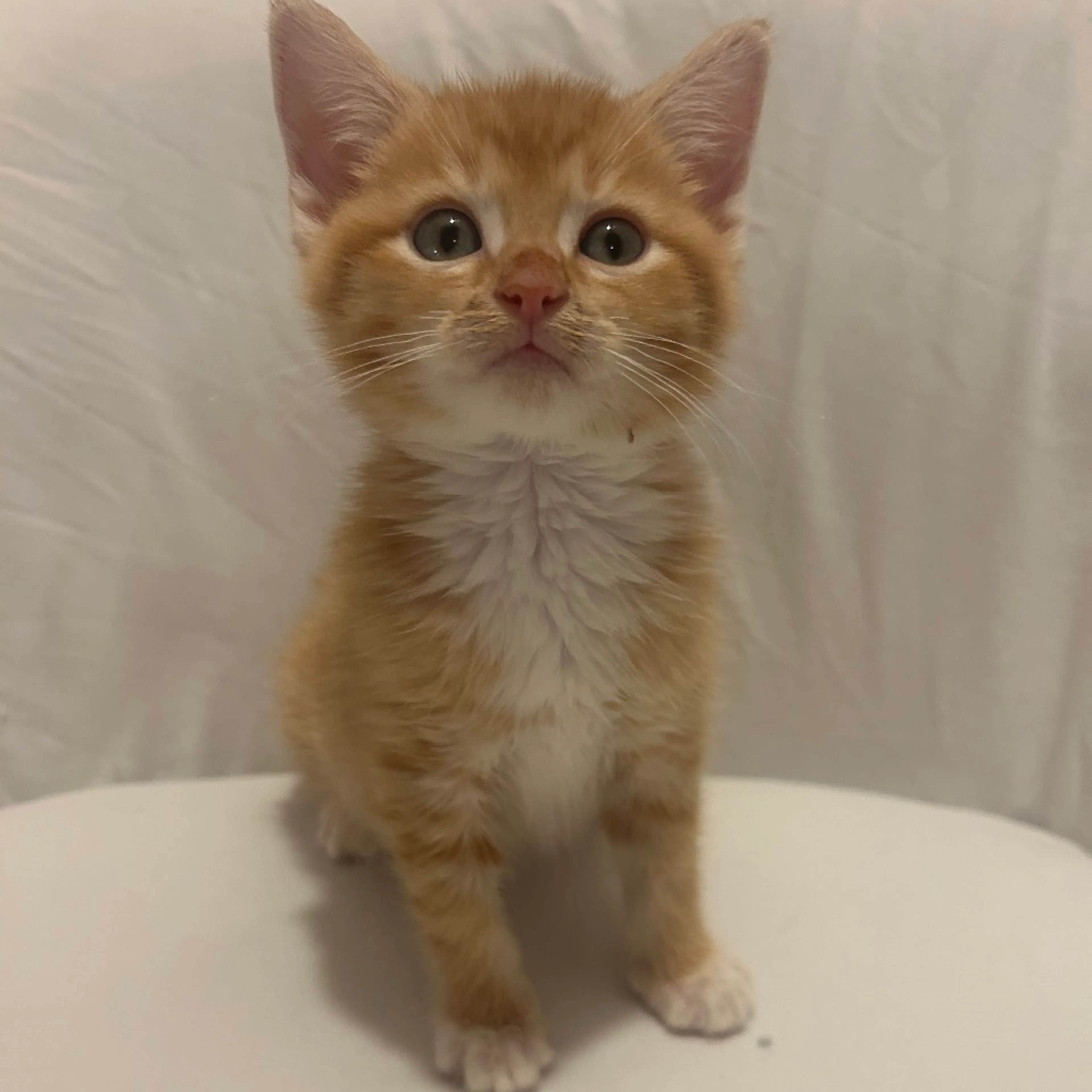Found pet-7