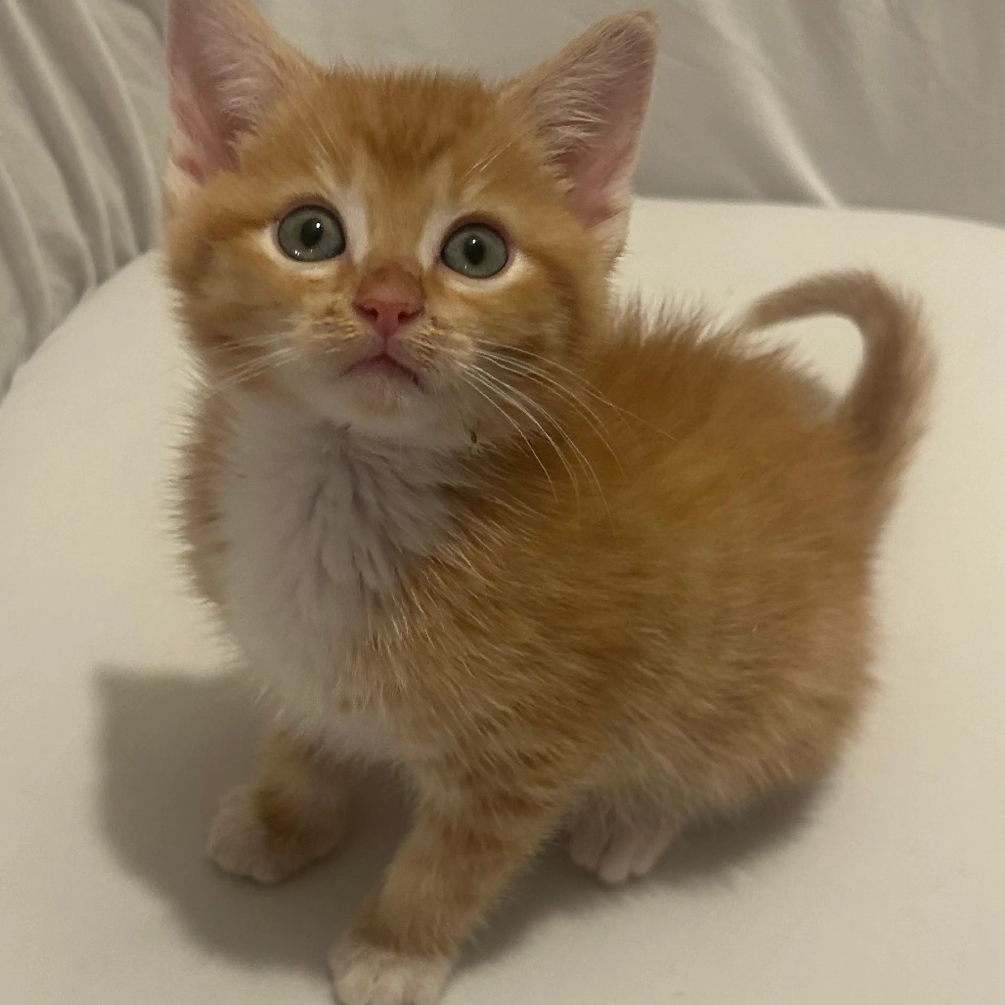 Found pet-0