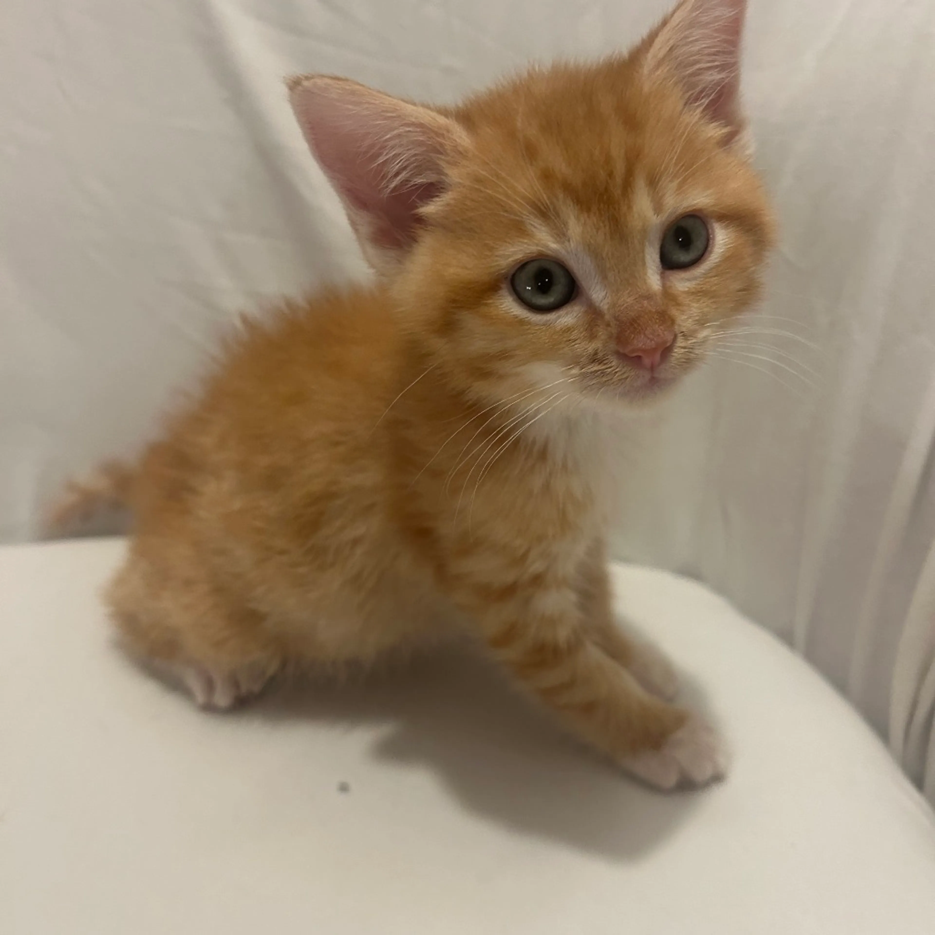 Found pet-8