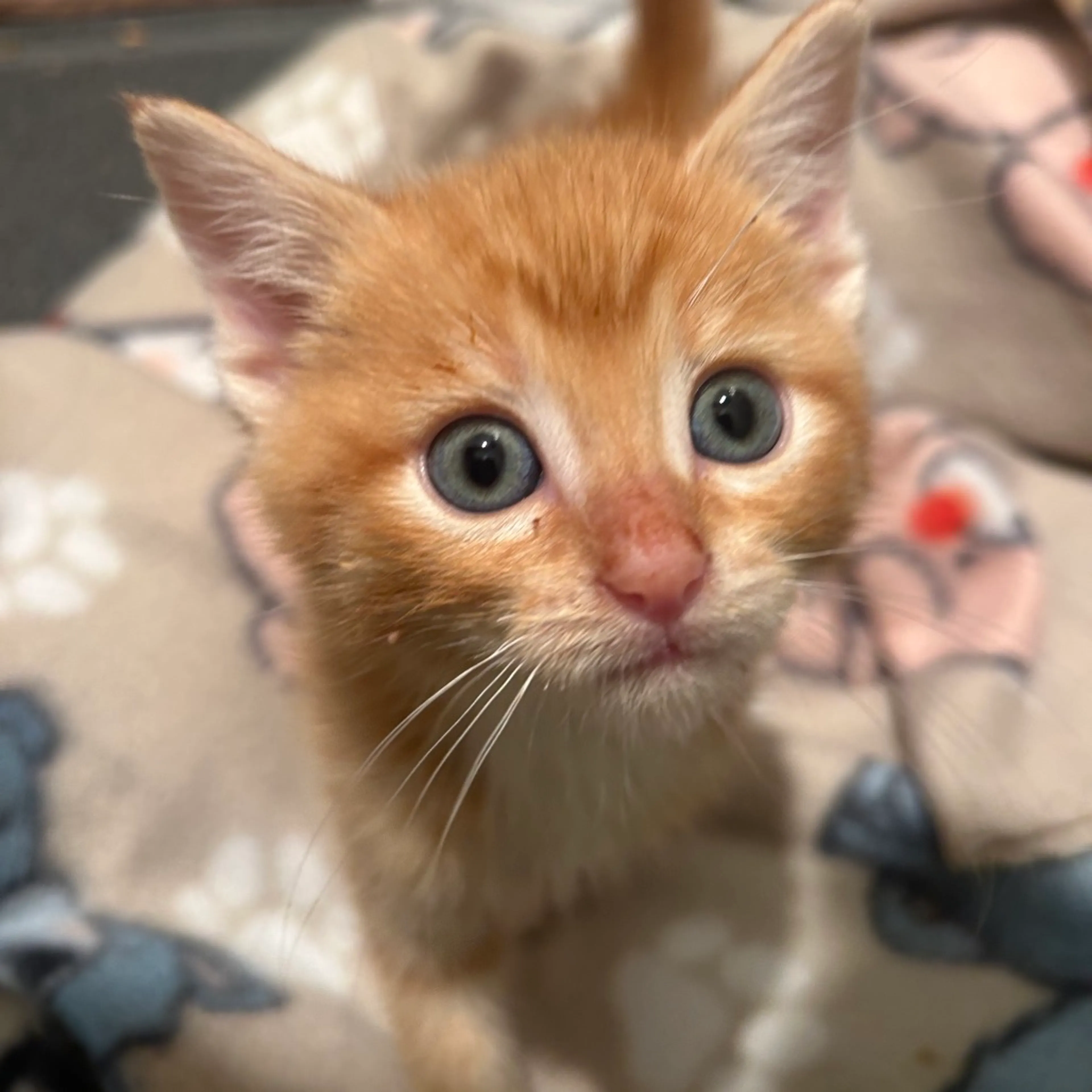 Found pet-18