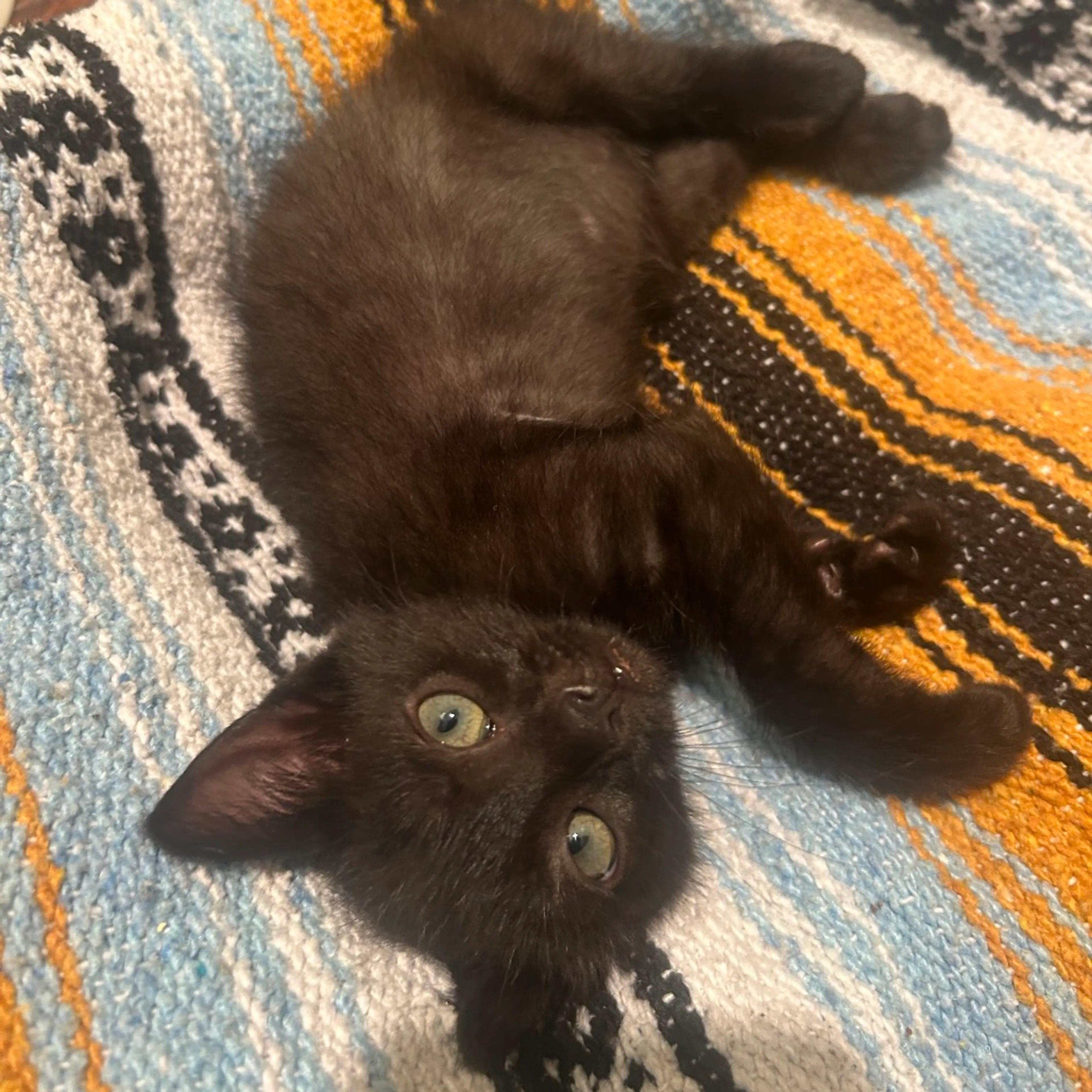 Found pet-9