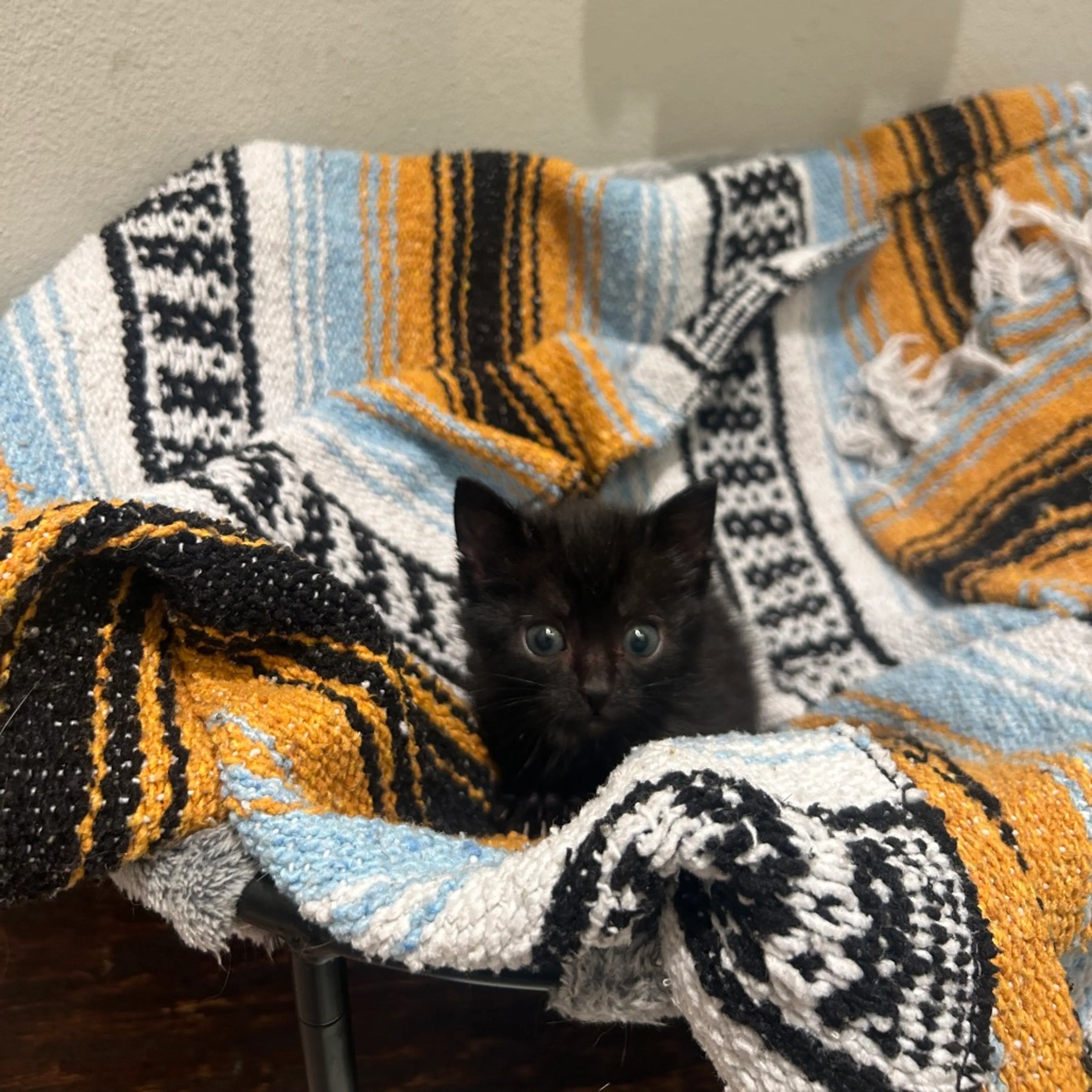 Found pet-4