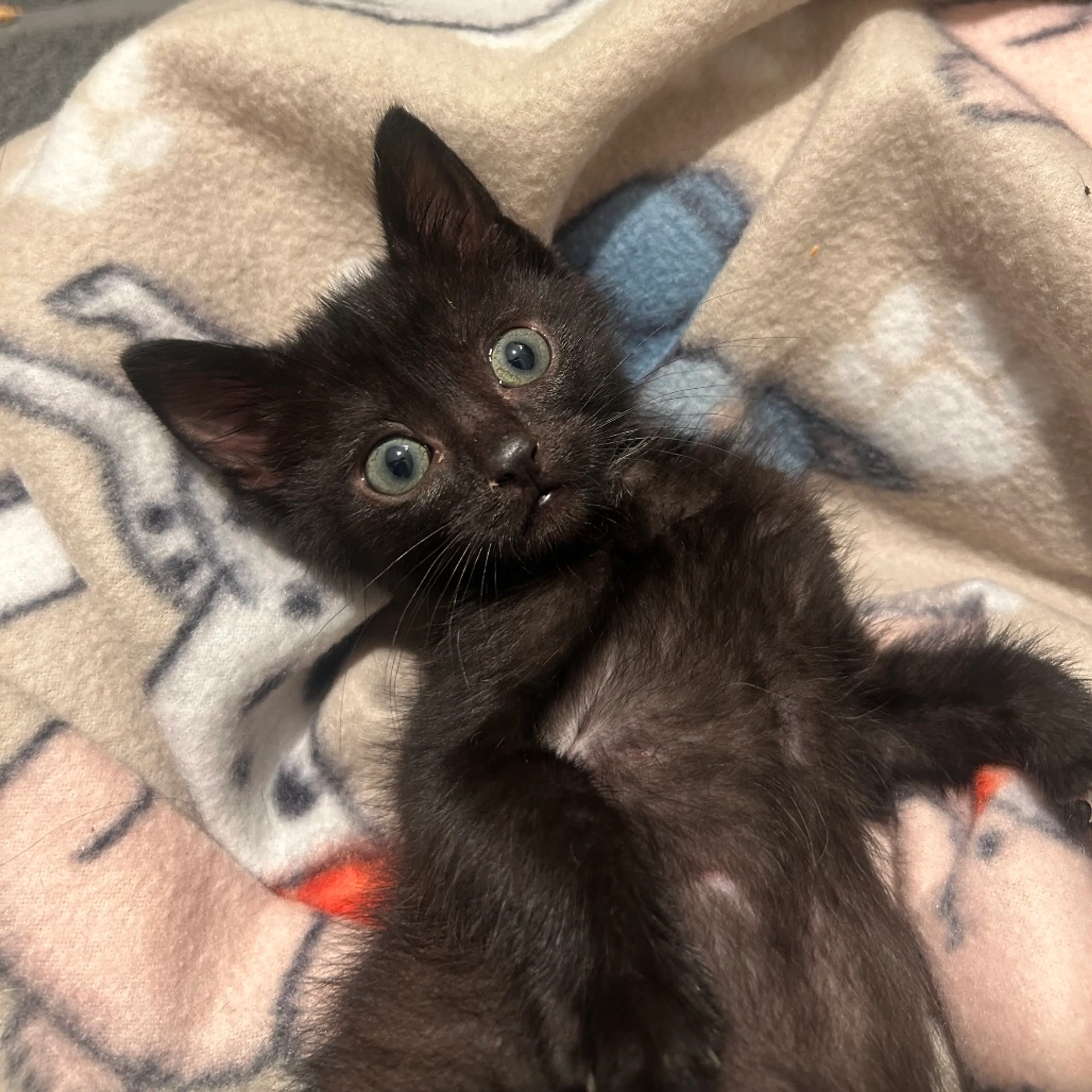 Found pet-13