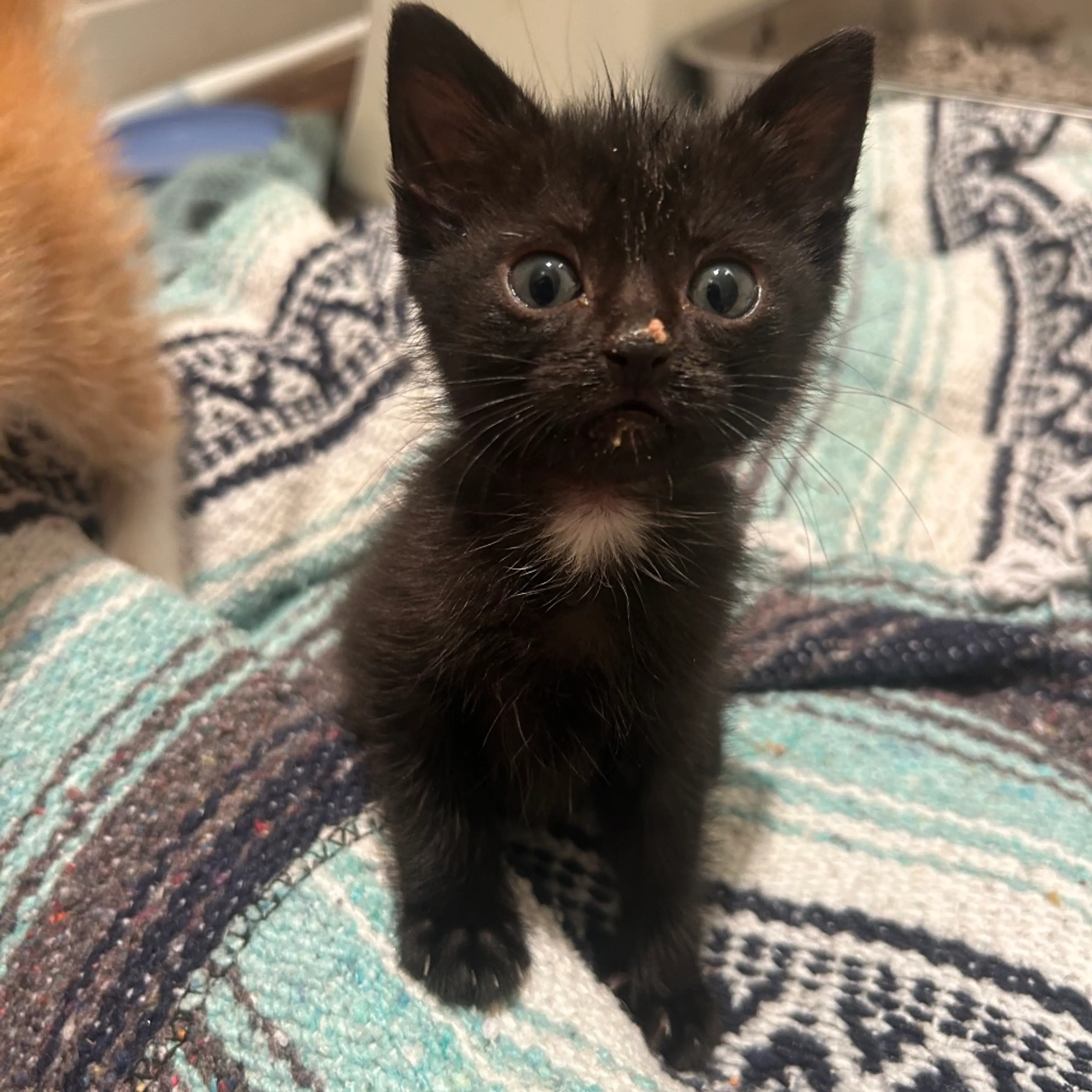 Found pet-3