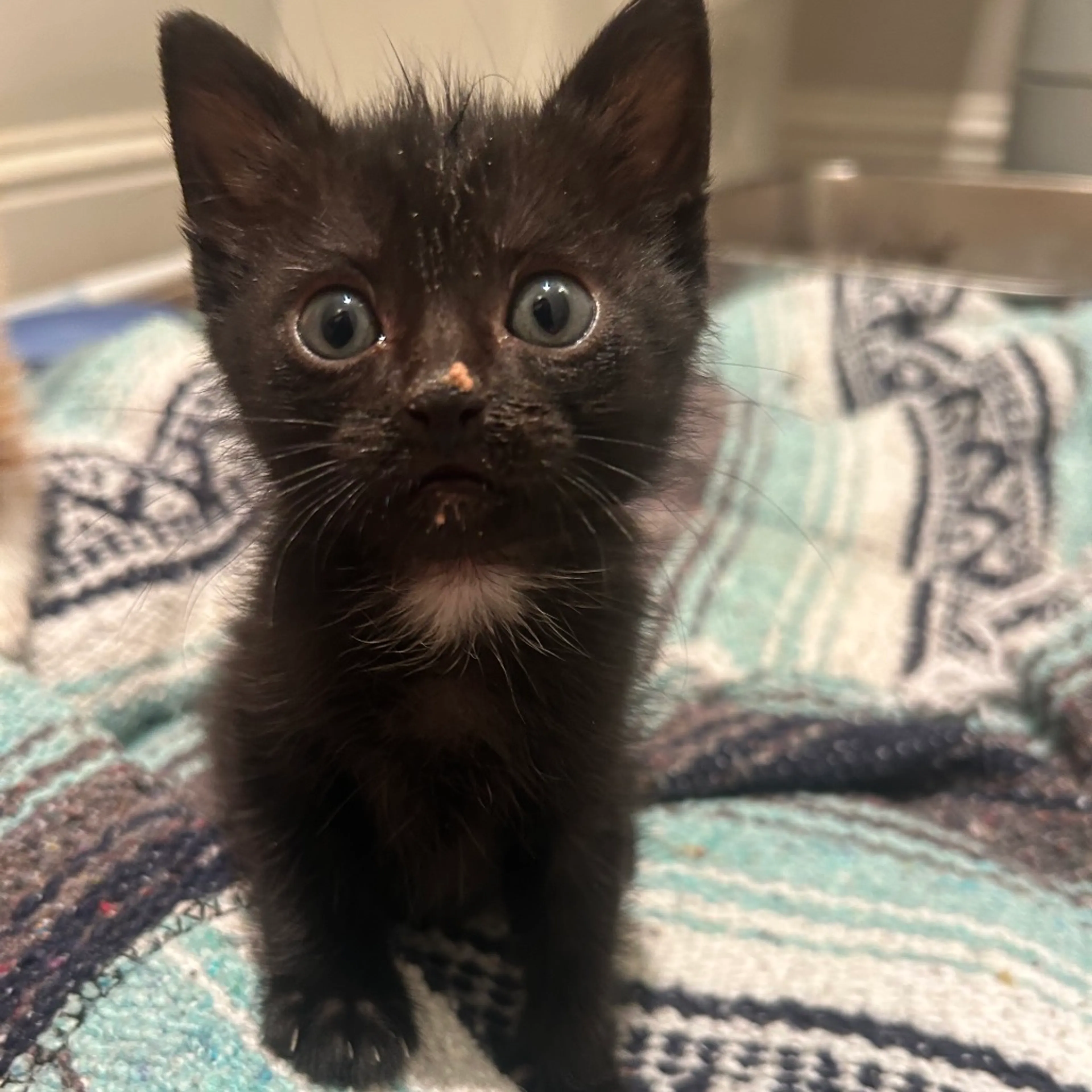 Found pet-2