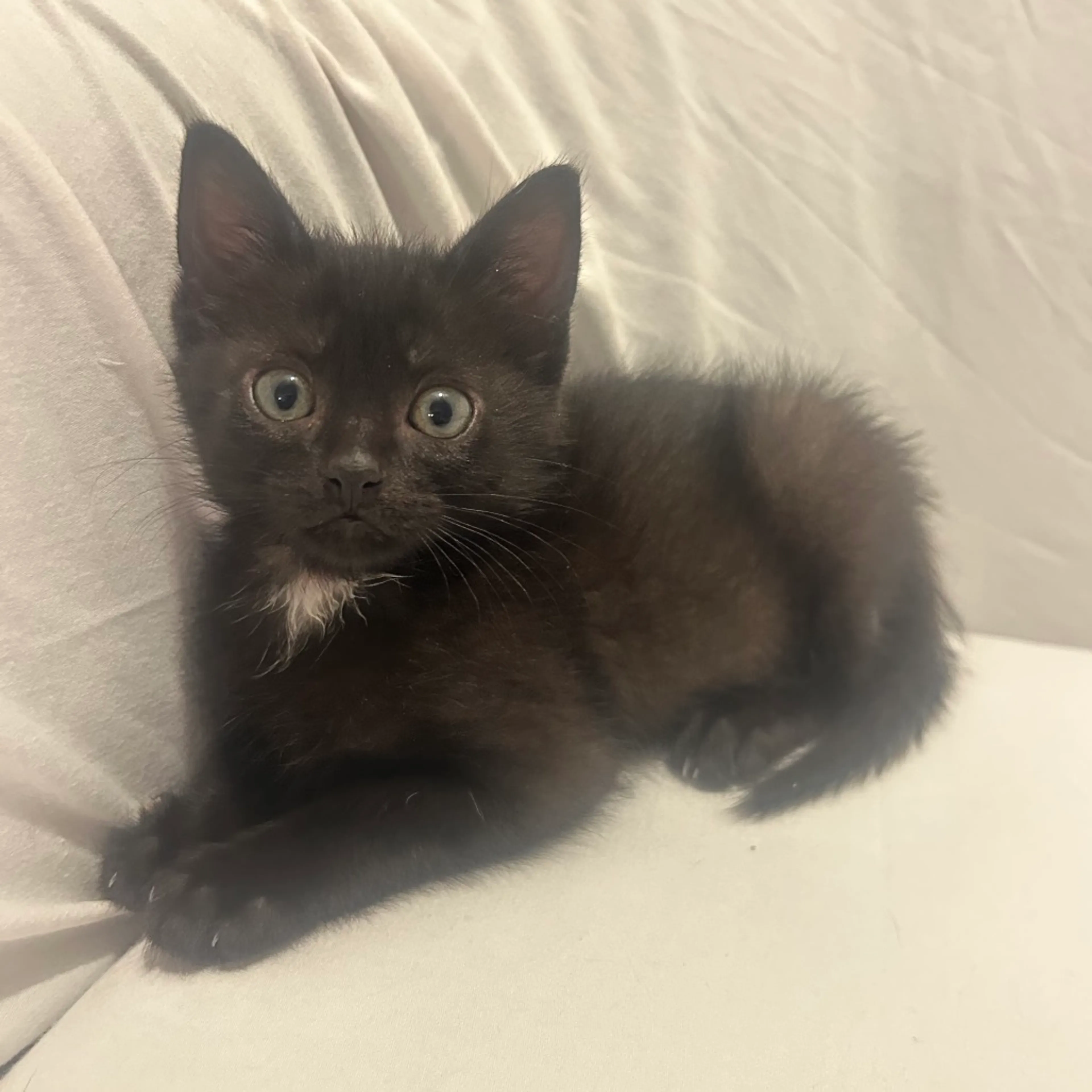 Found pet-0