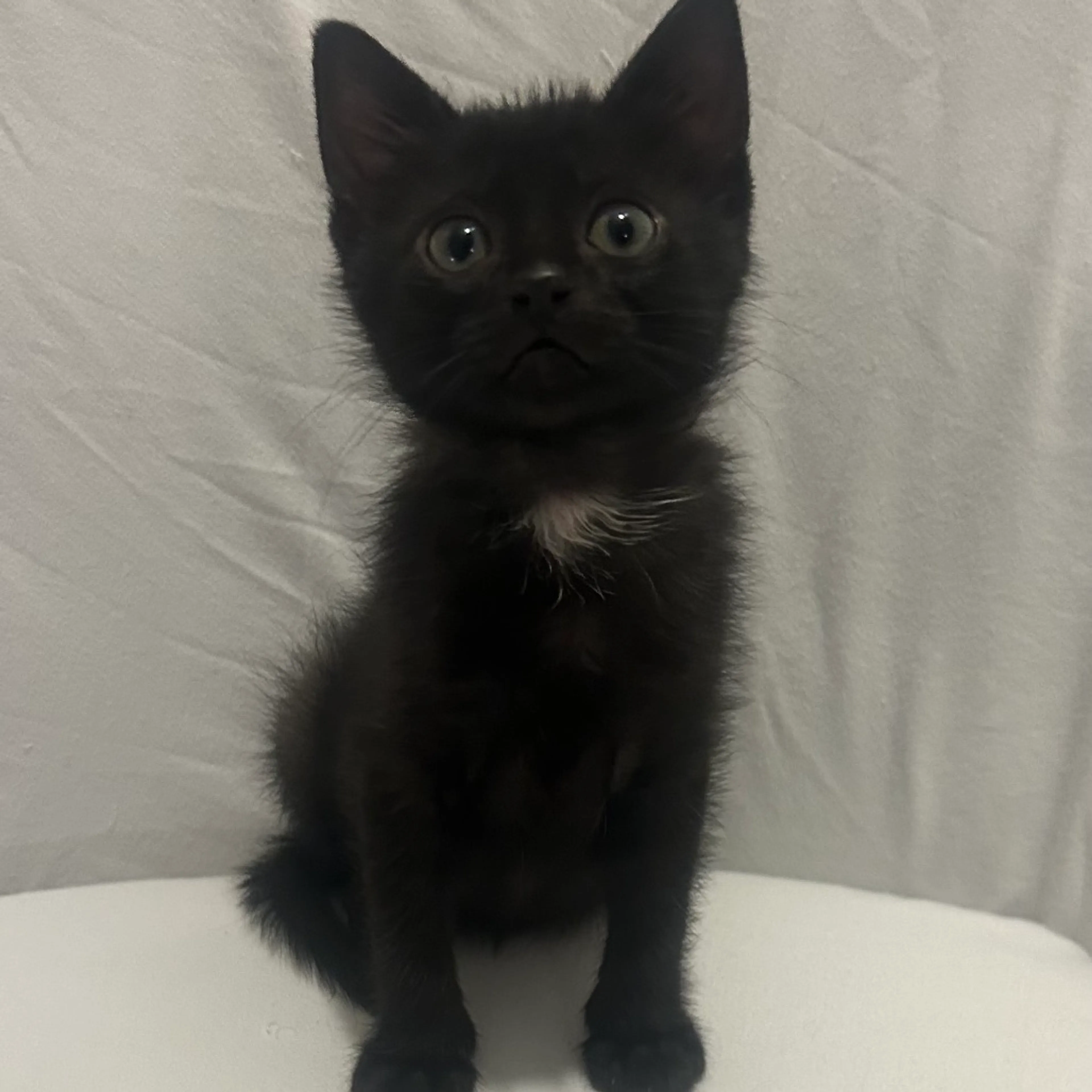 Found pet-5