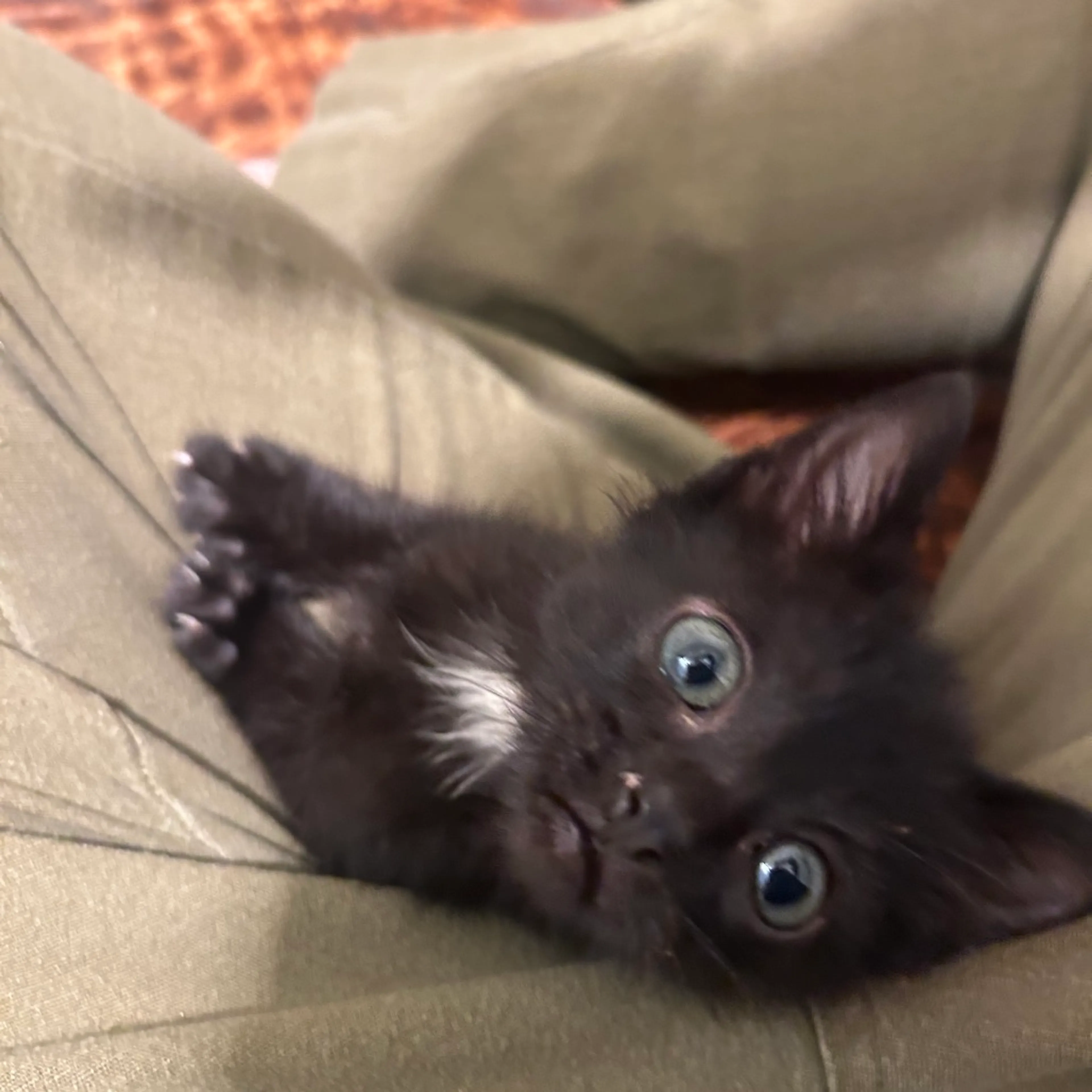 Found pet-14