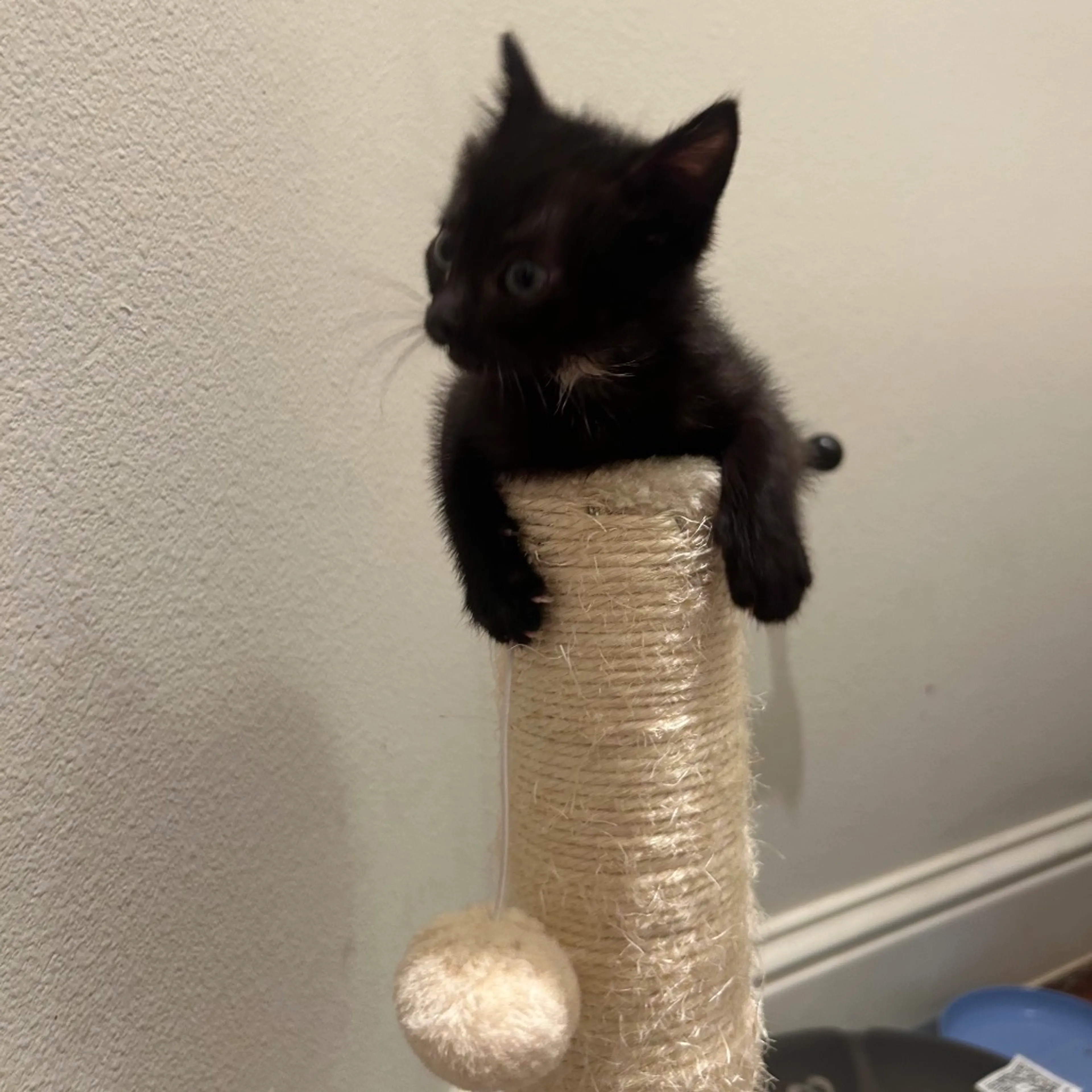 Found pet-11