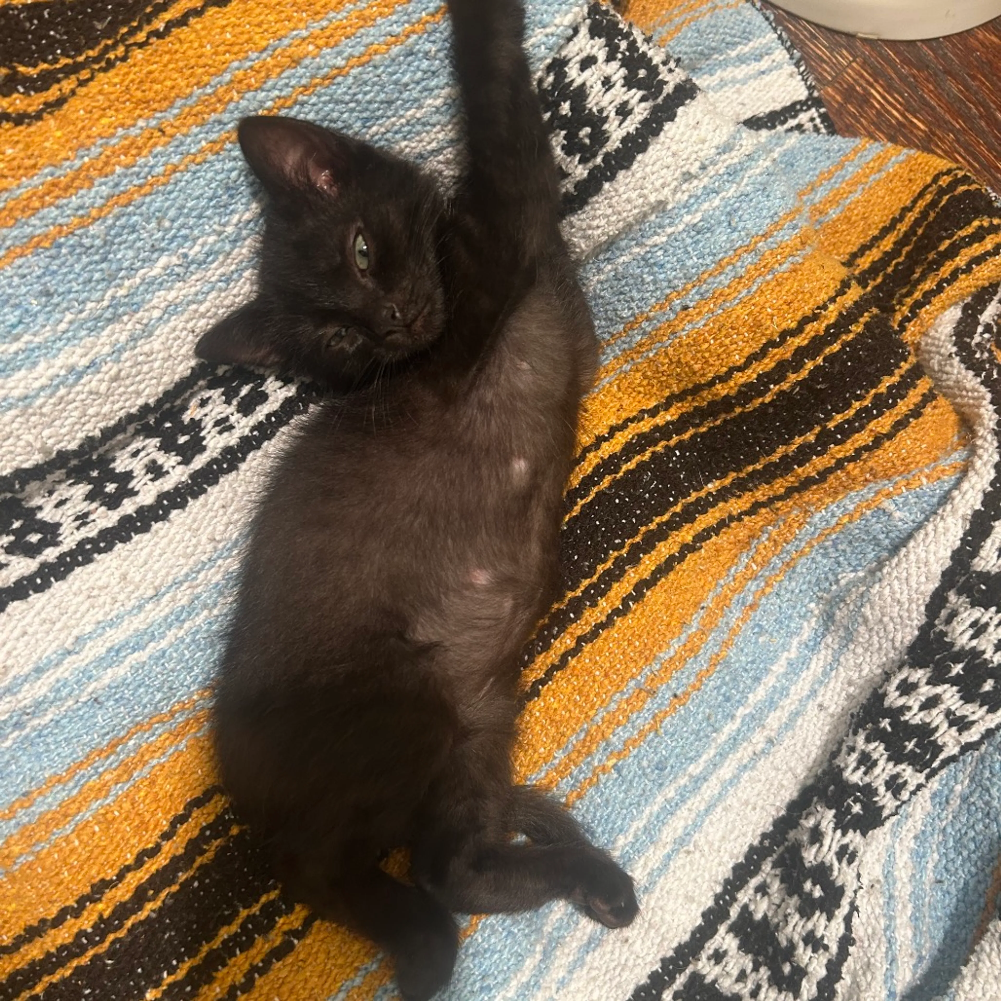 Found pet-10