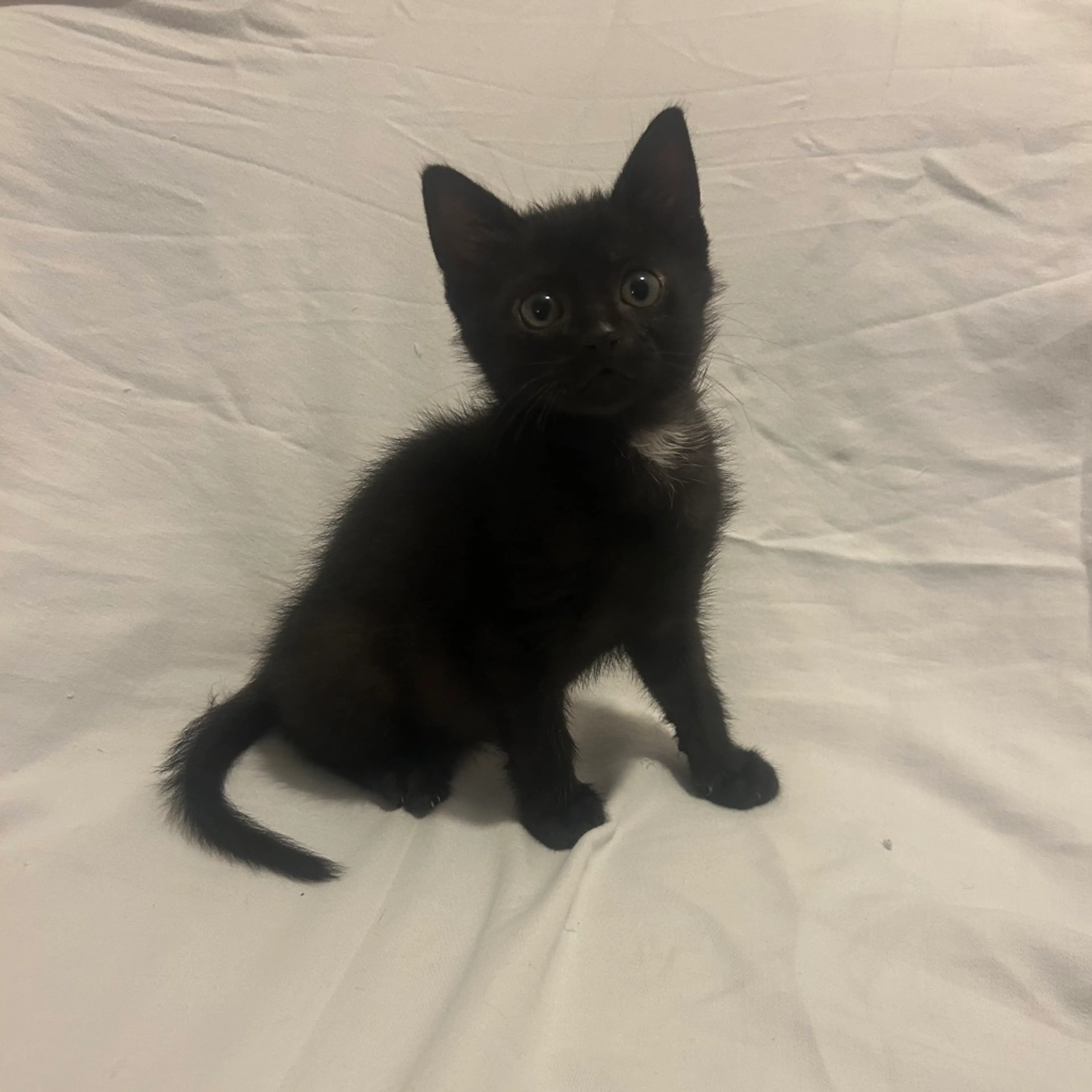 Found pet-6