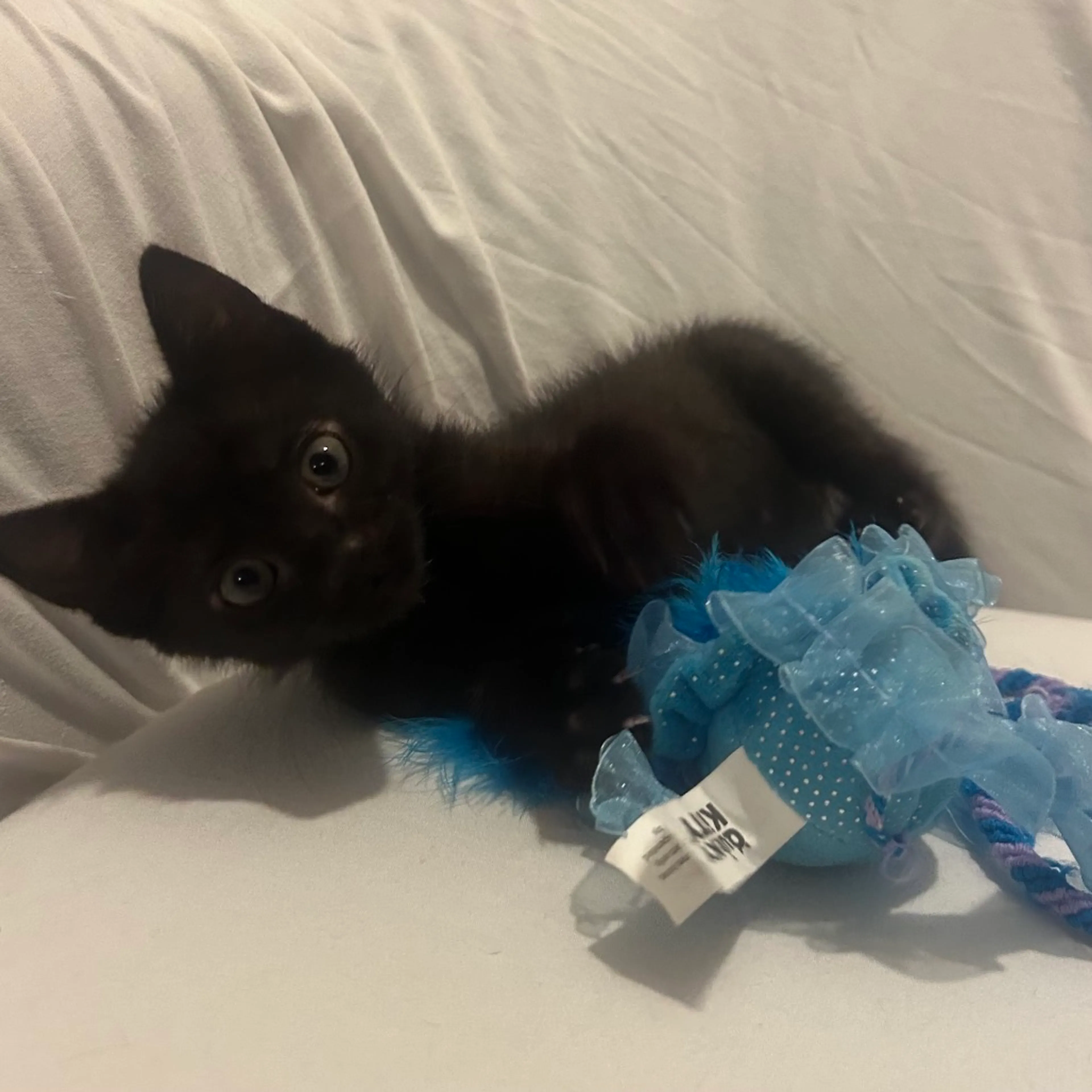 Found pet-16