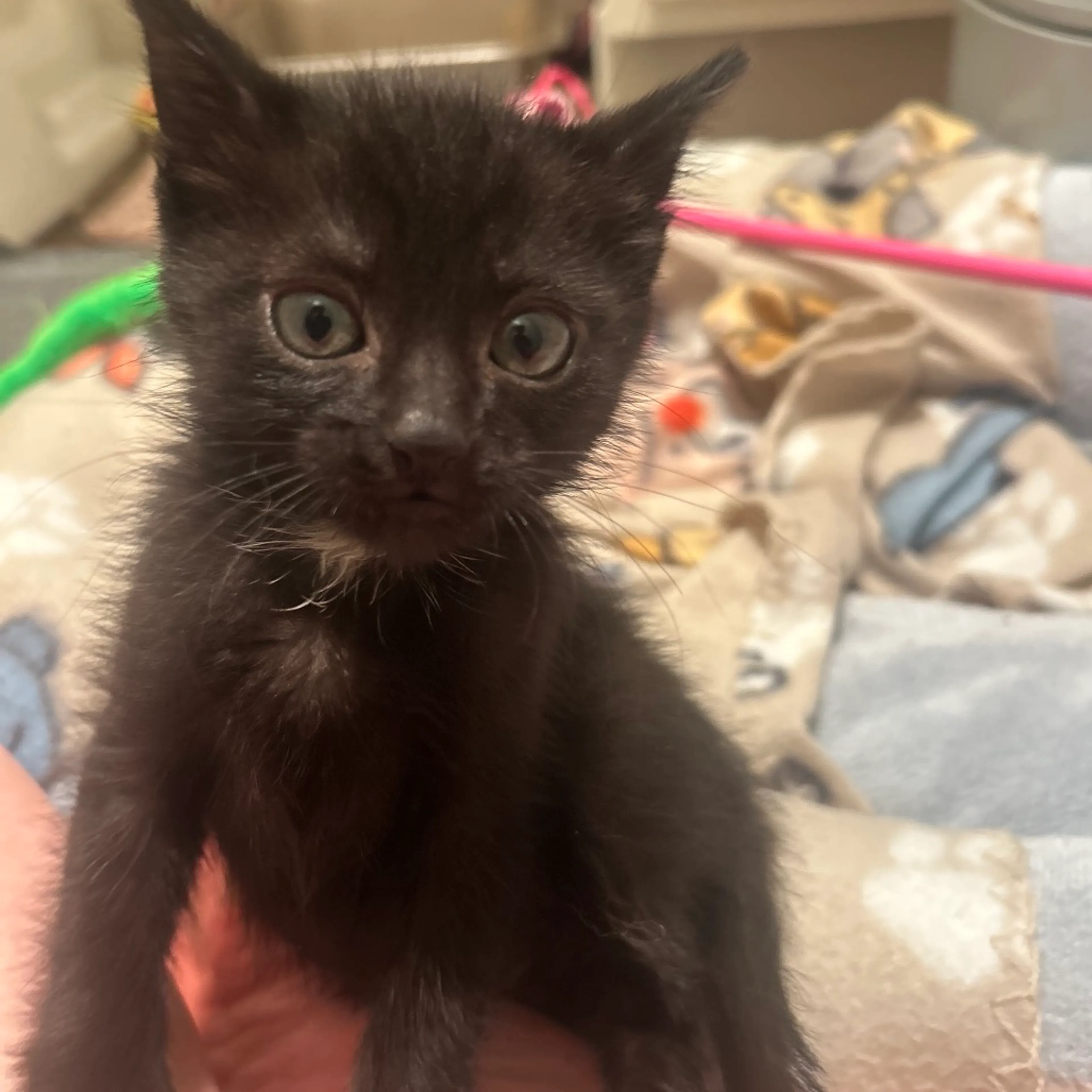 Found pet-12