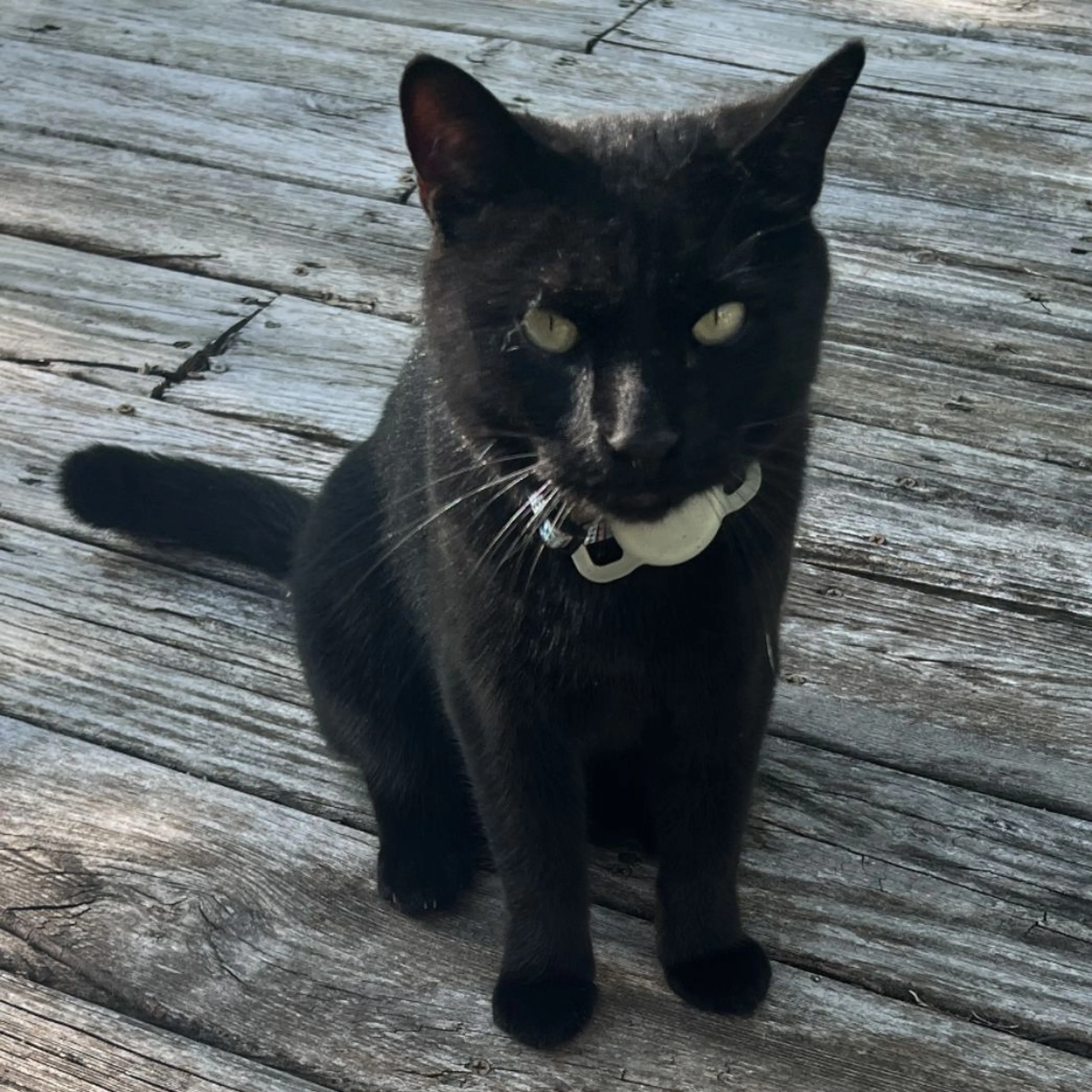 Found pet
