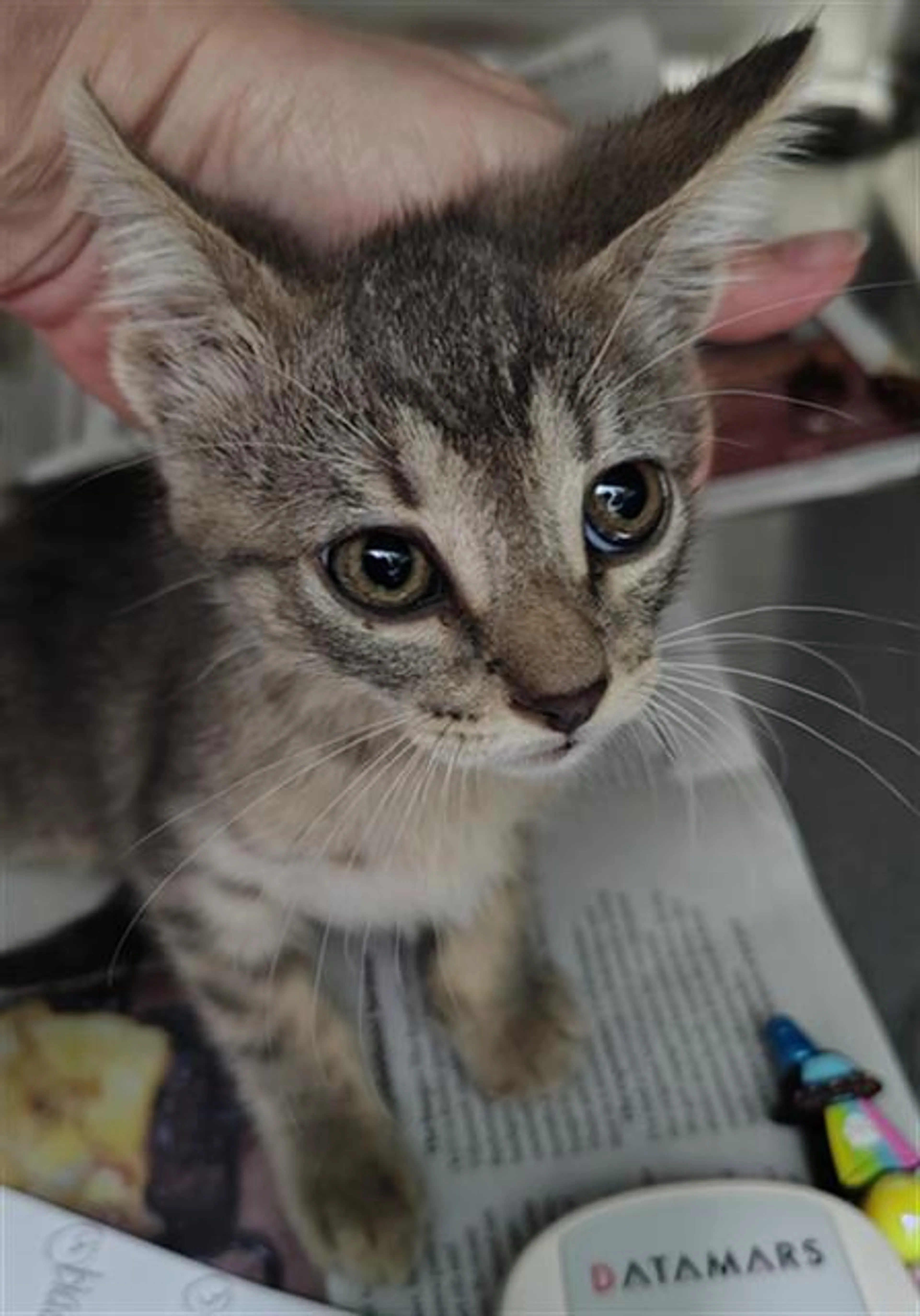 Found pet