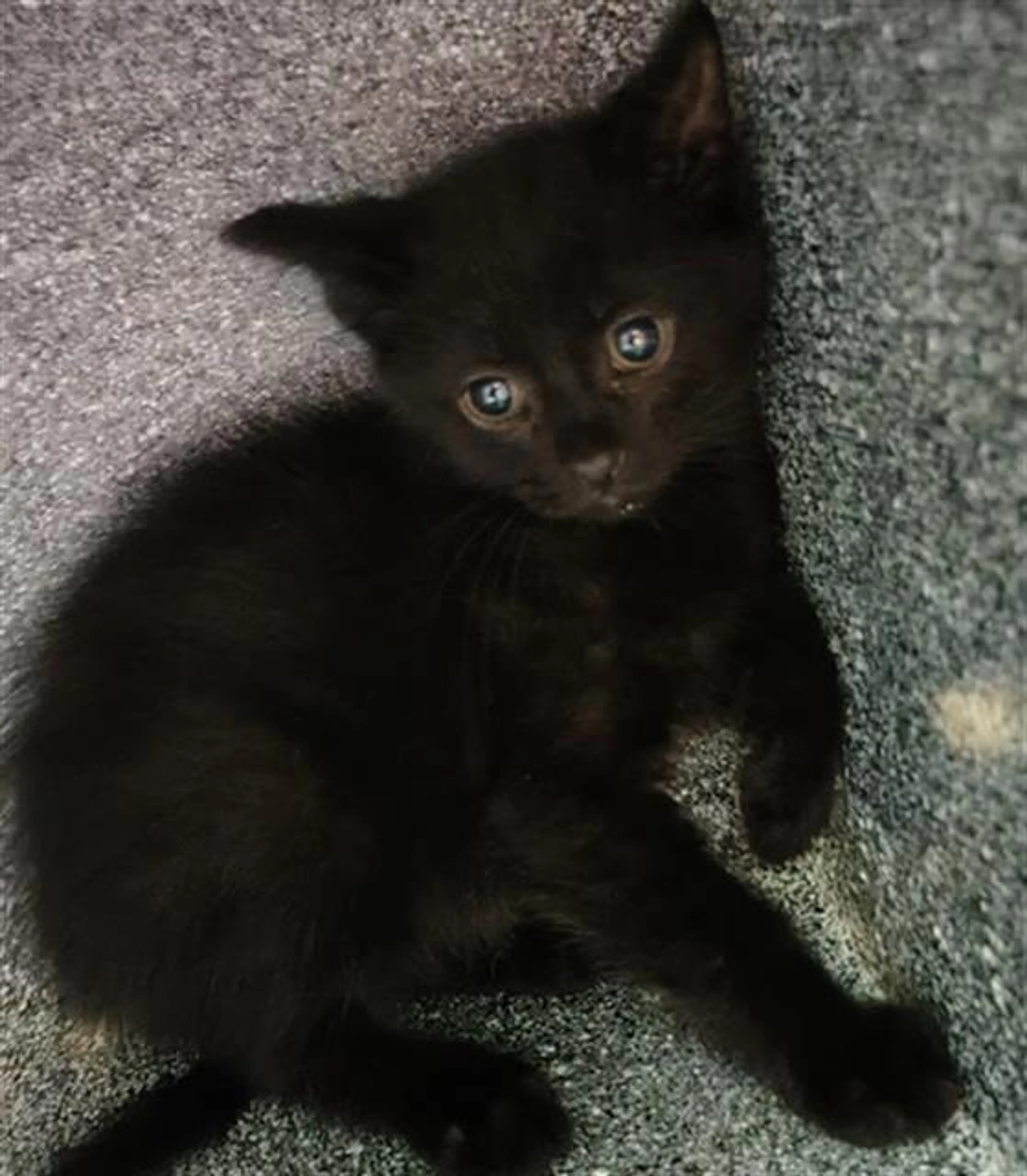 Found pet