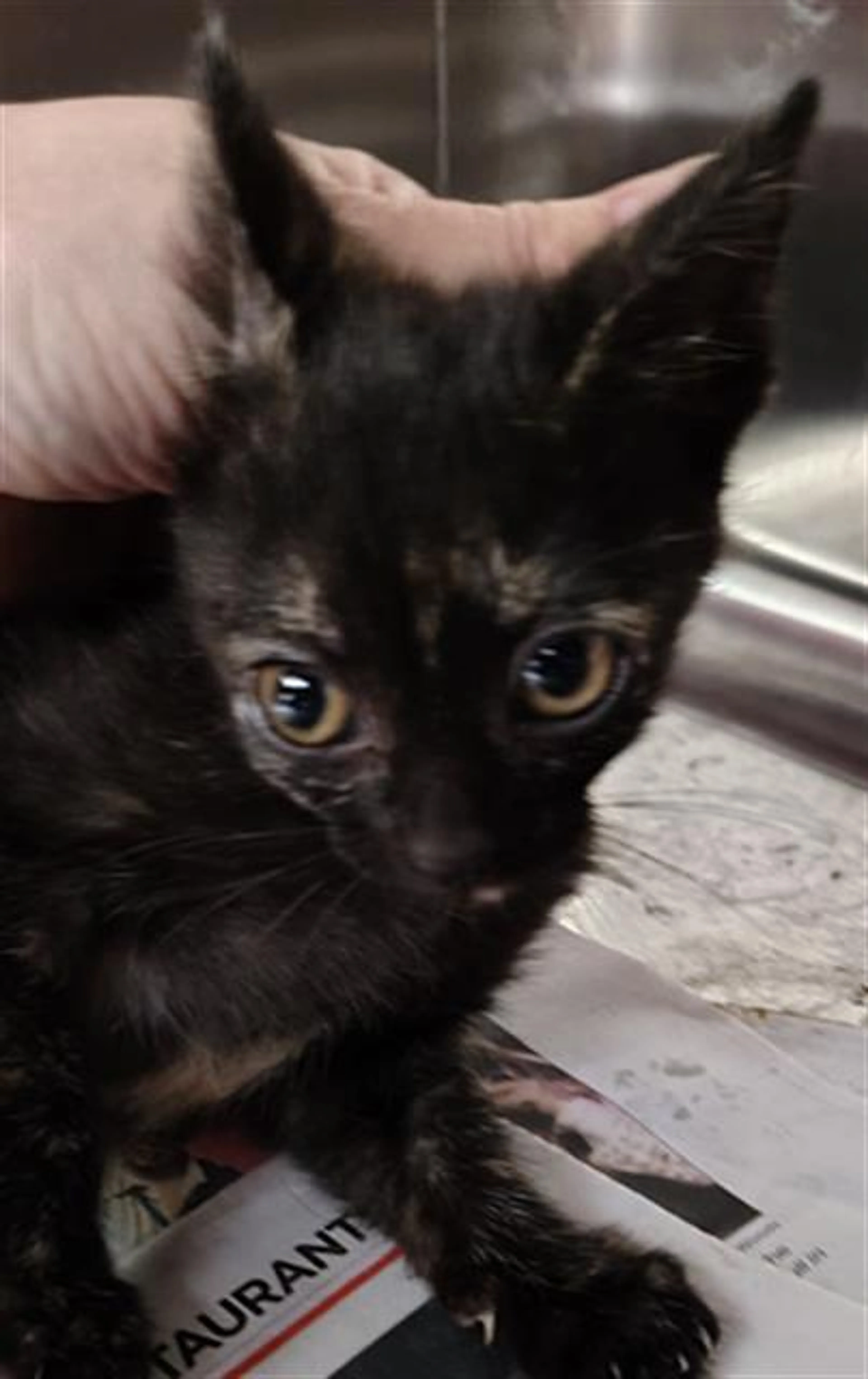 Found pet