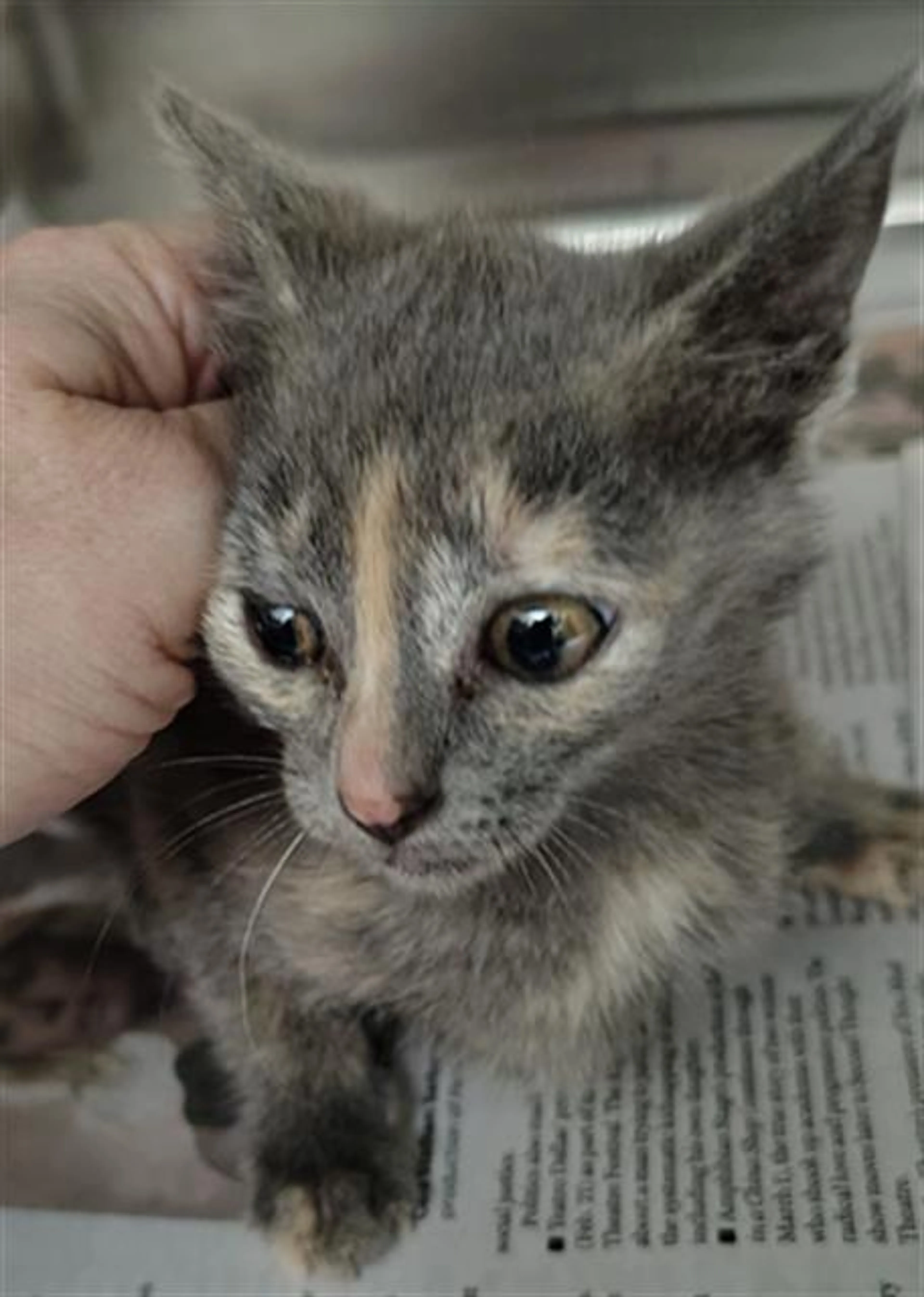Found pet