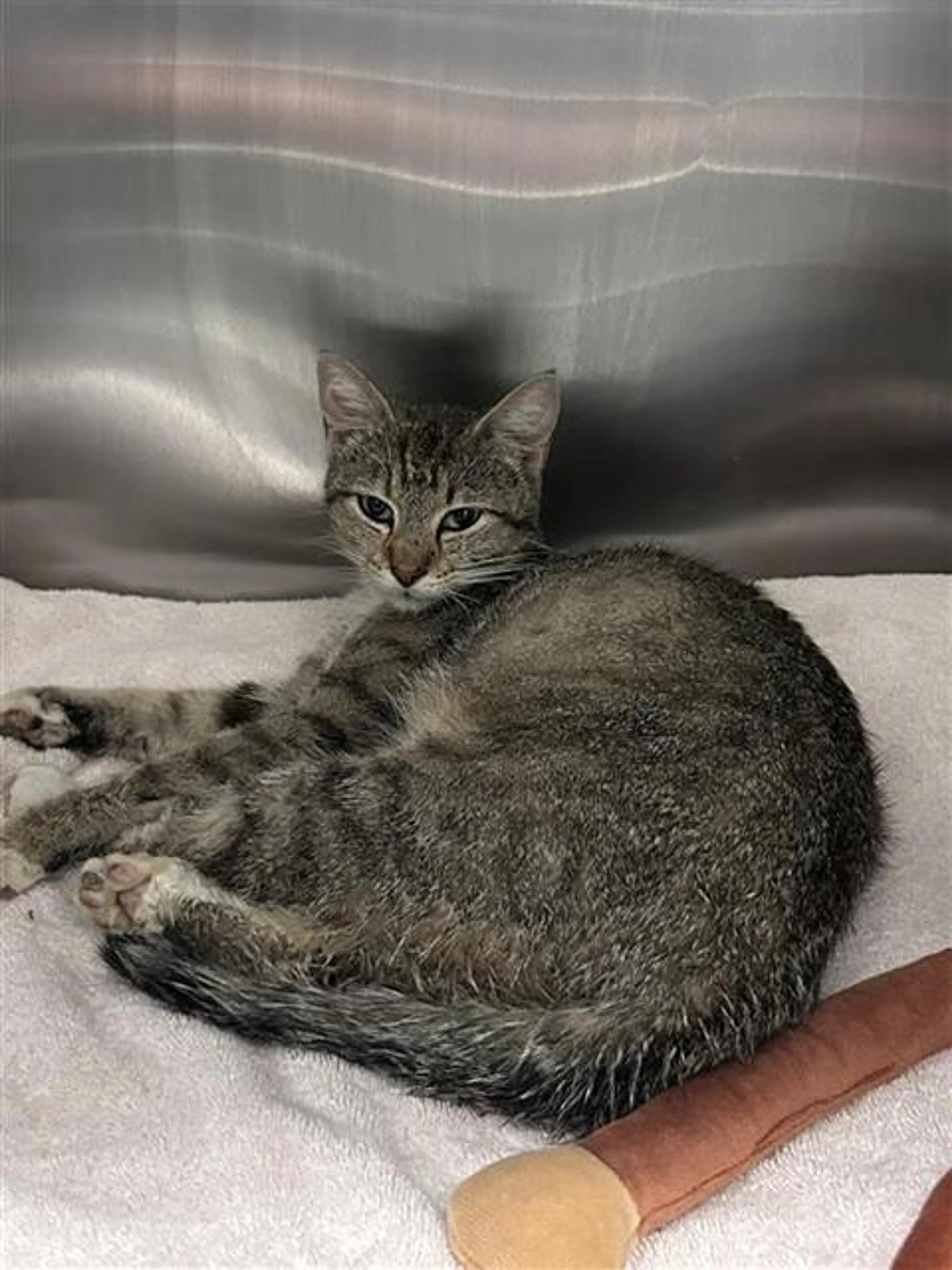 Found pet