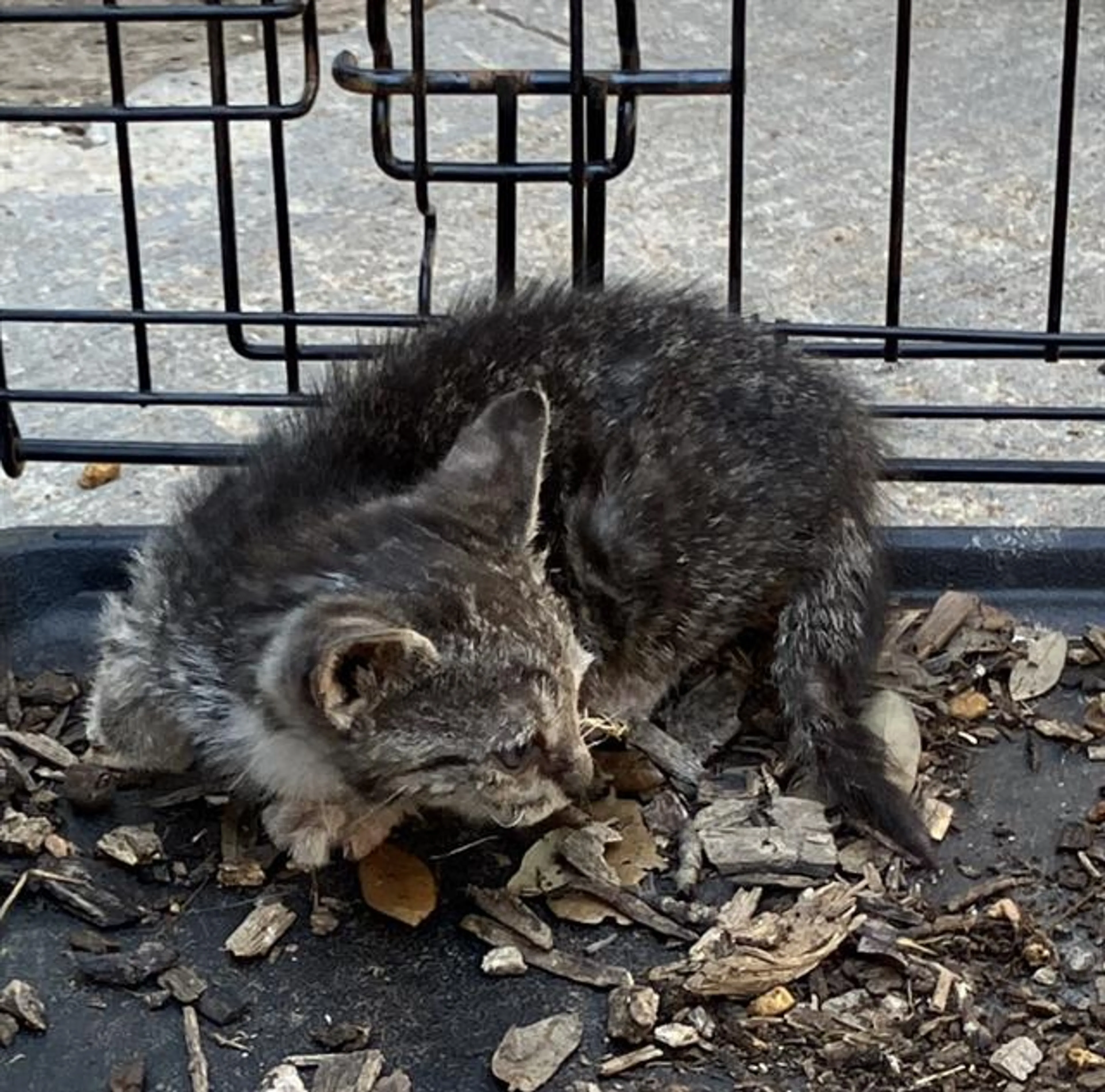 Found pet