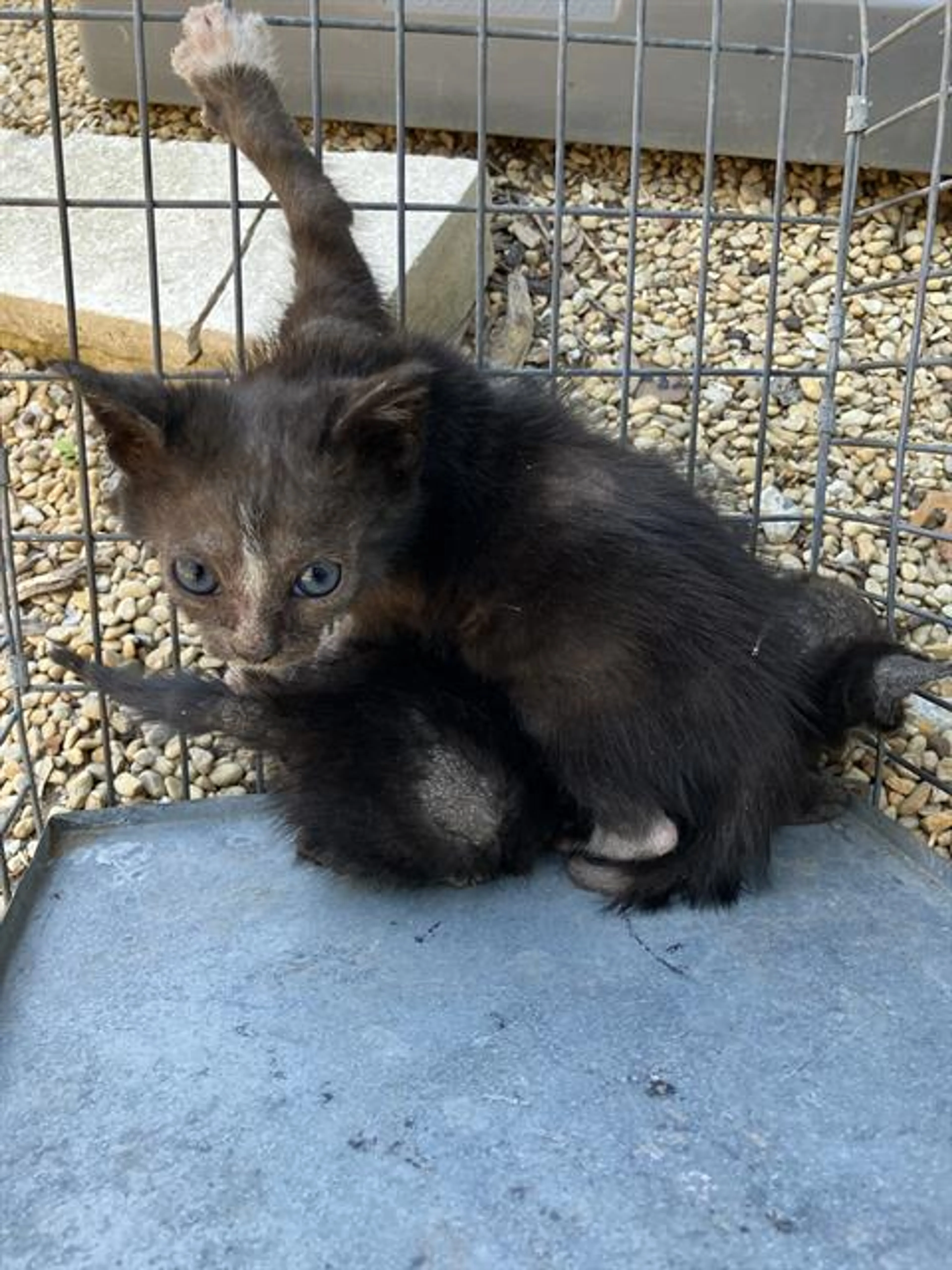 Found pet