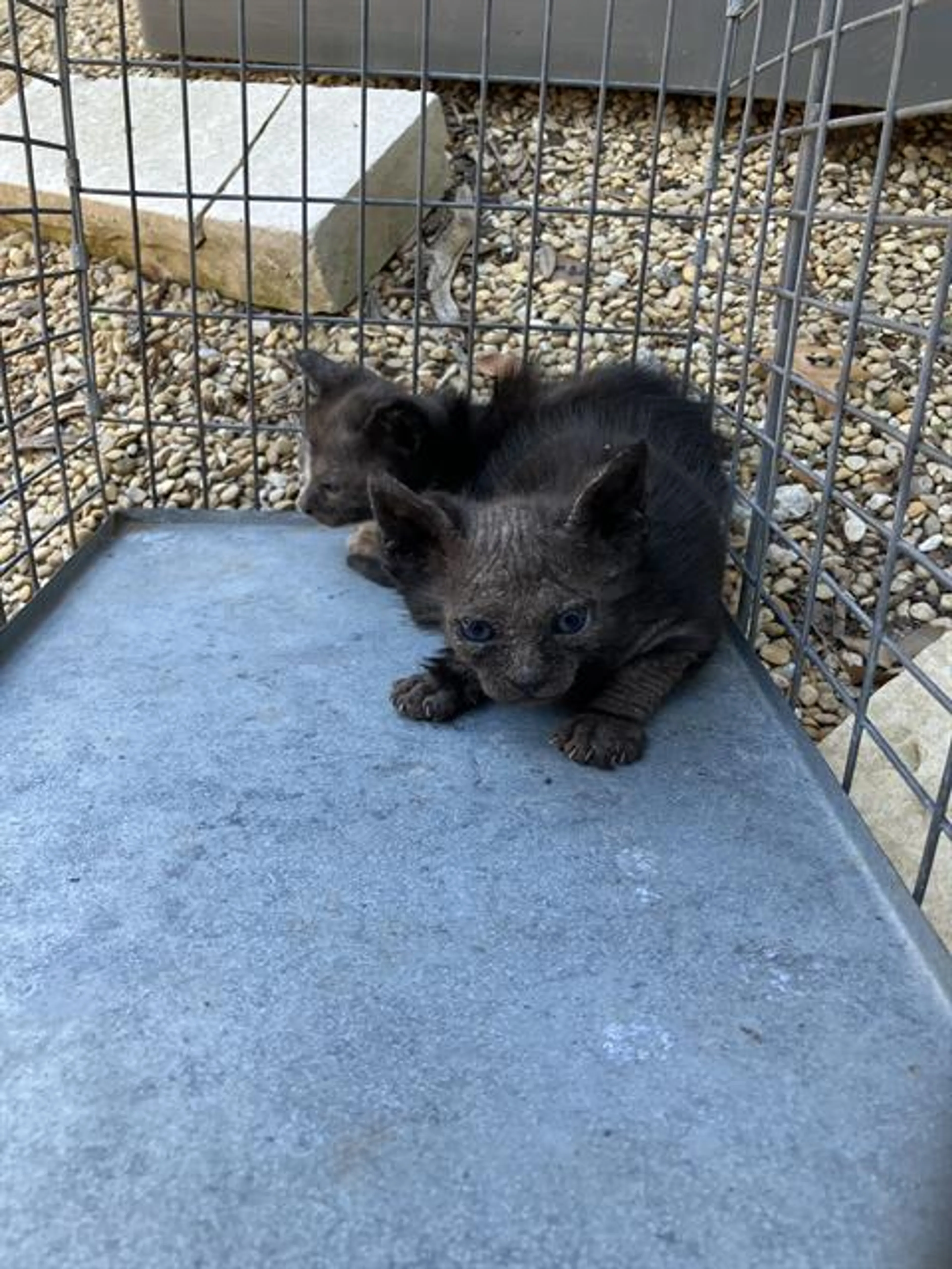 Found pet