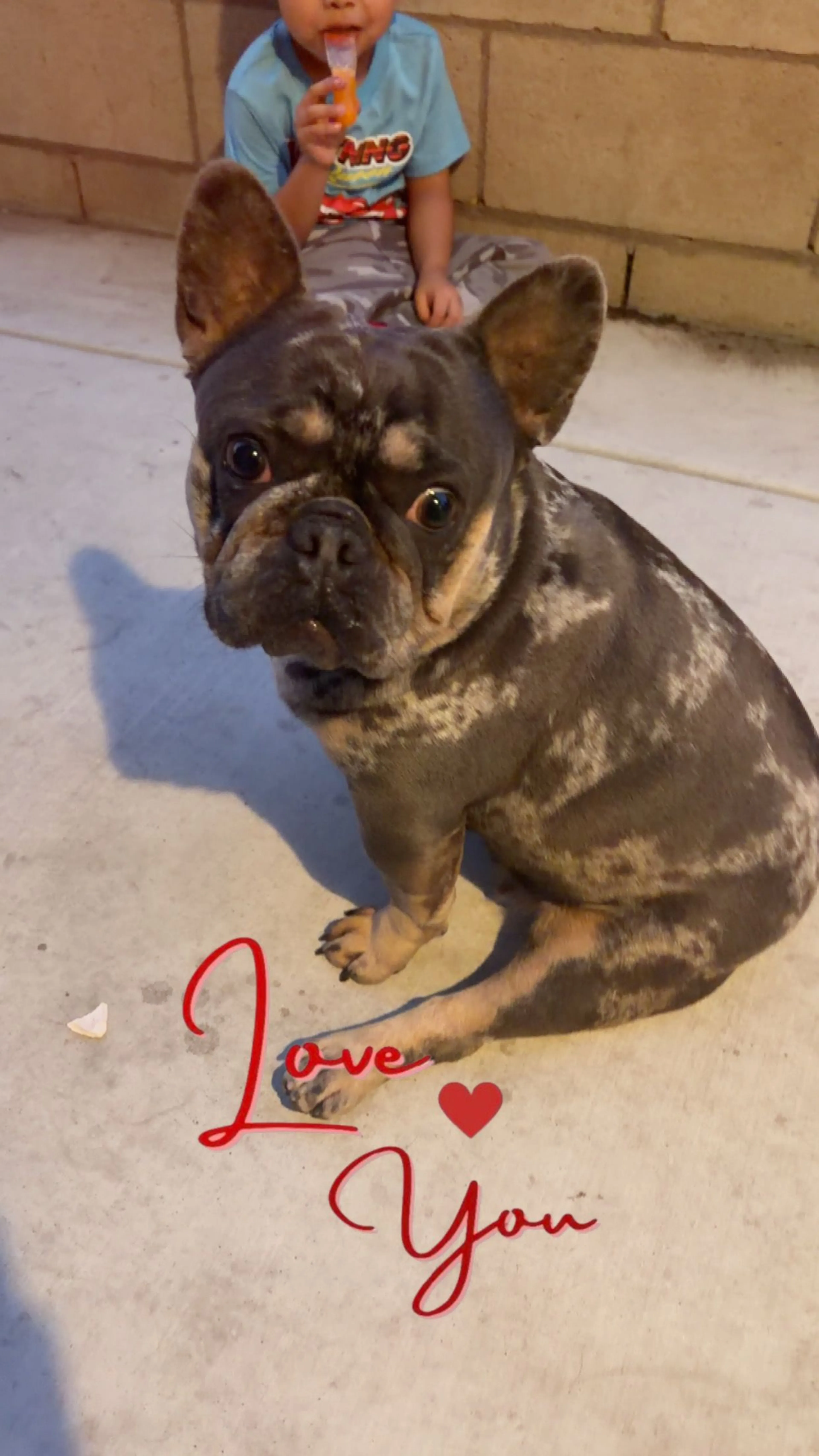 Lost pet