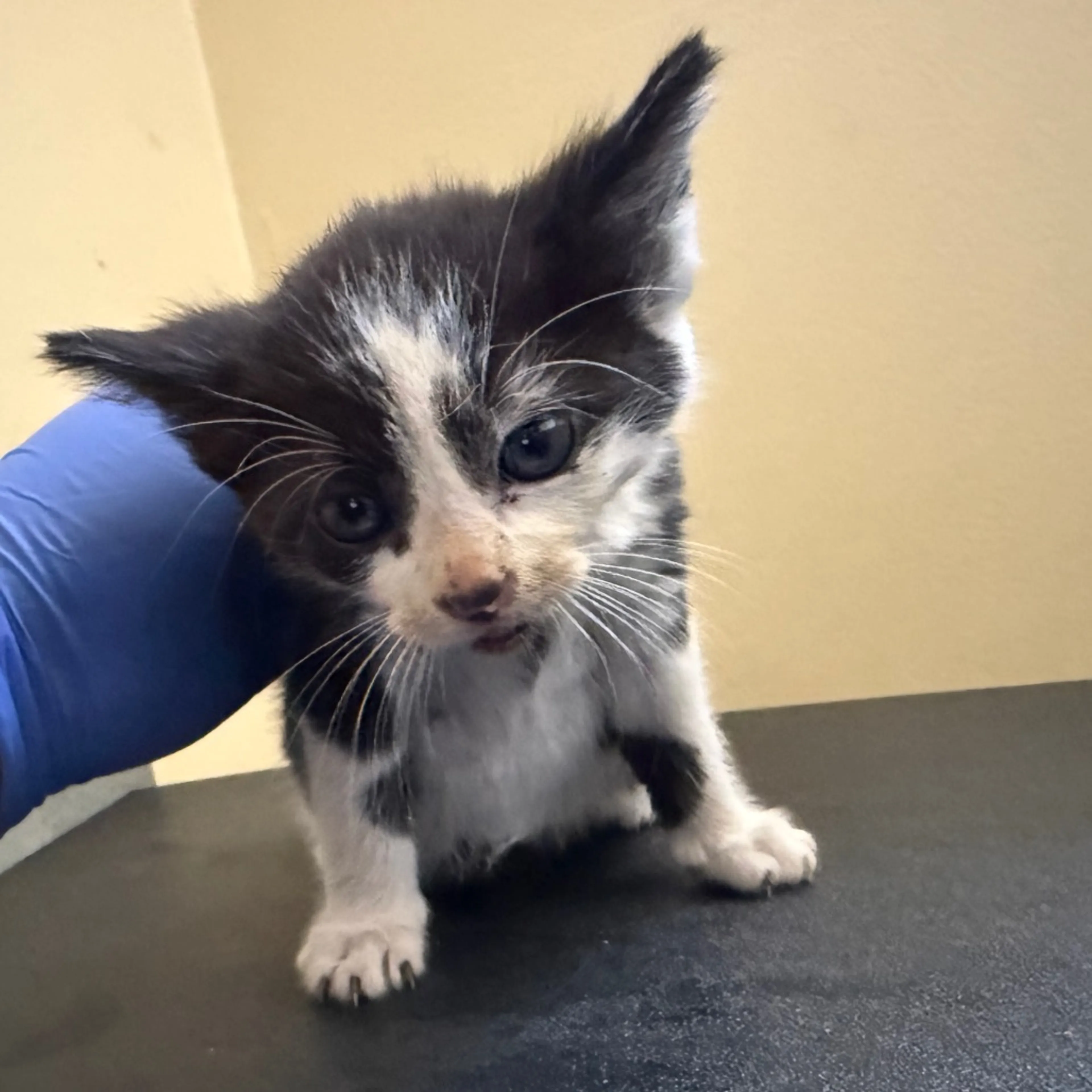 Found pet-1