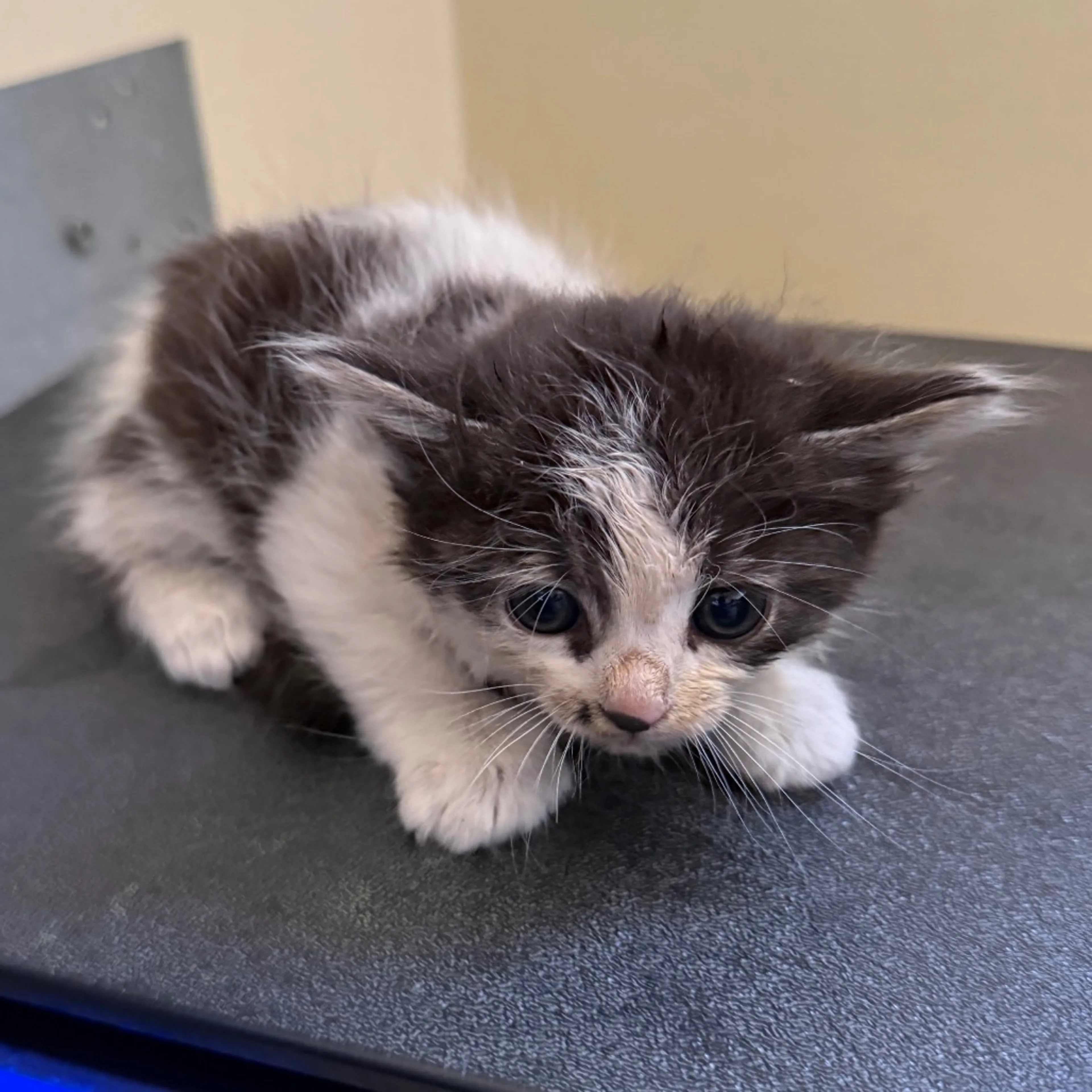 Found pet-1