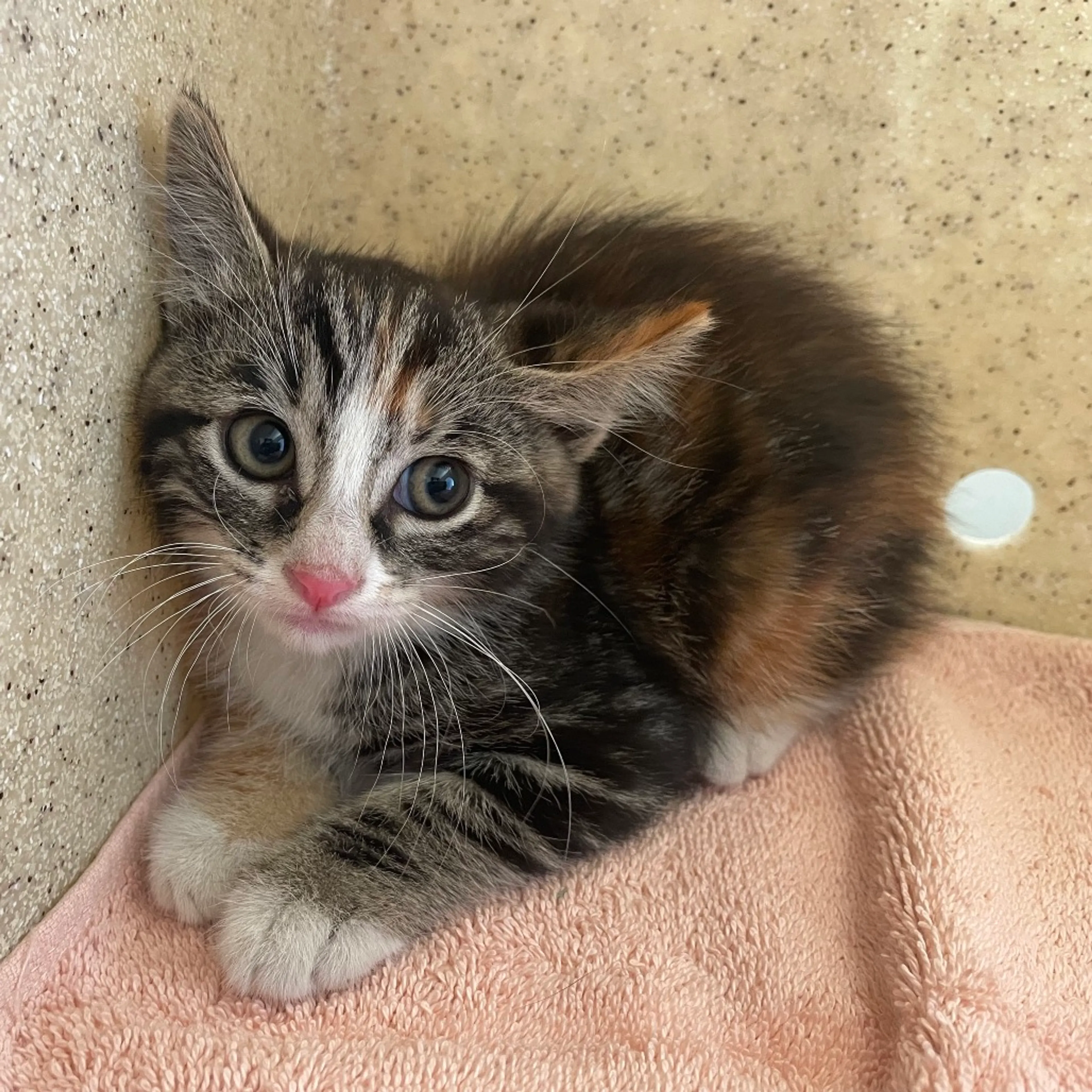 Found pet