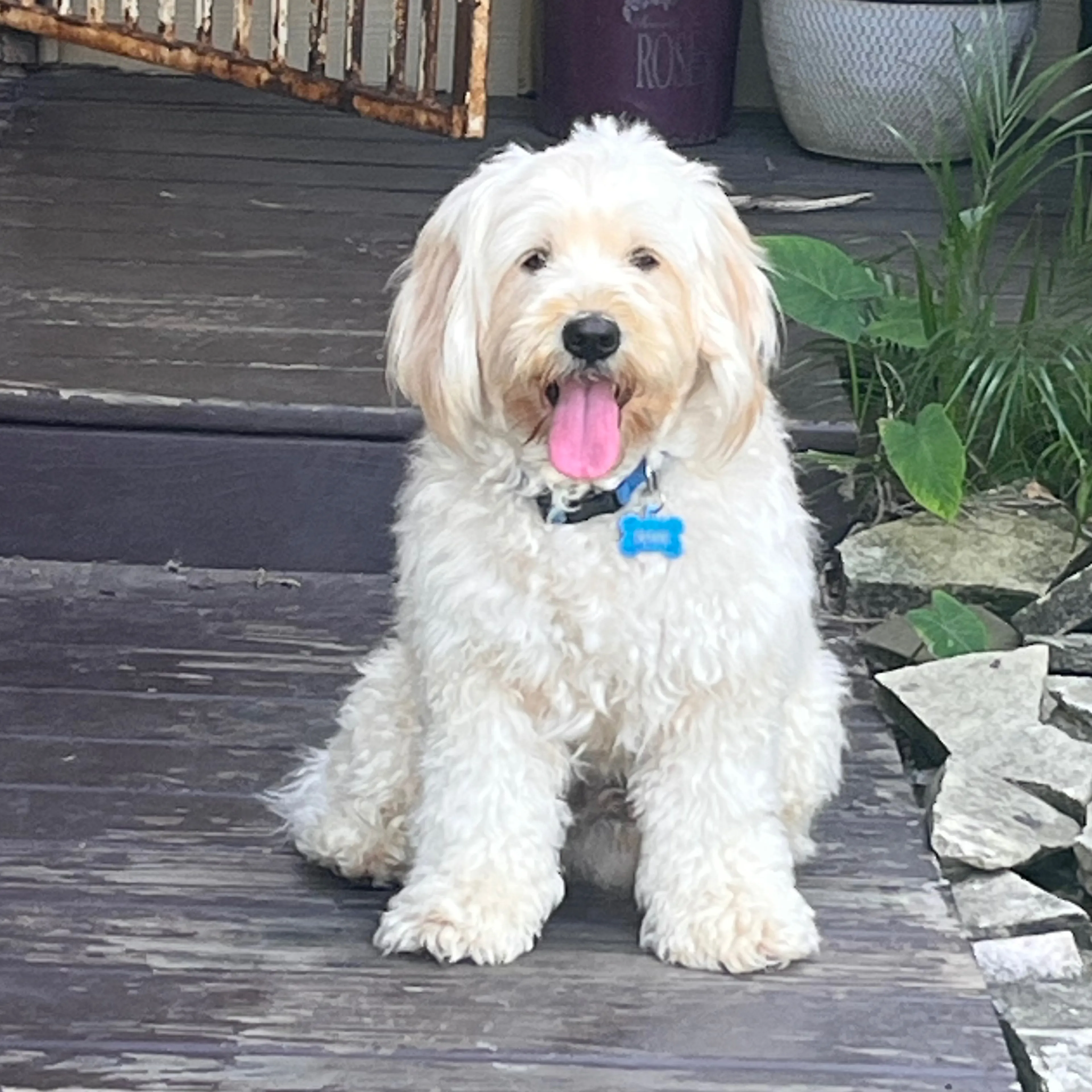 Lost pet-1