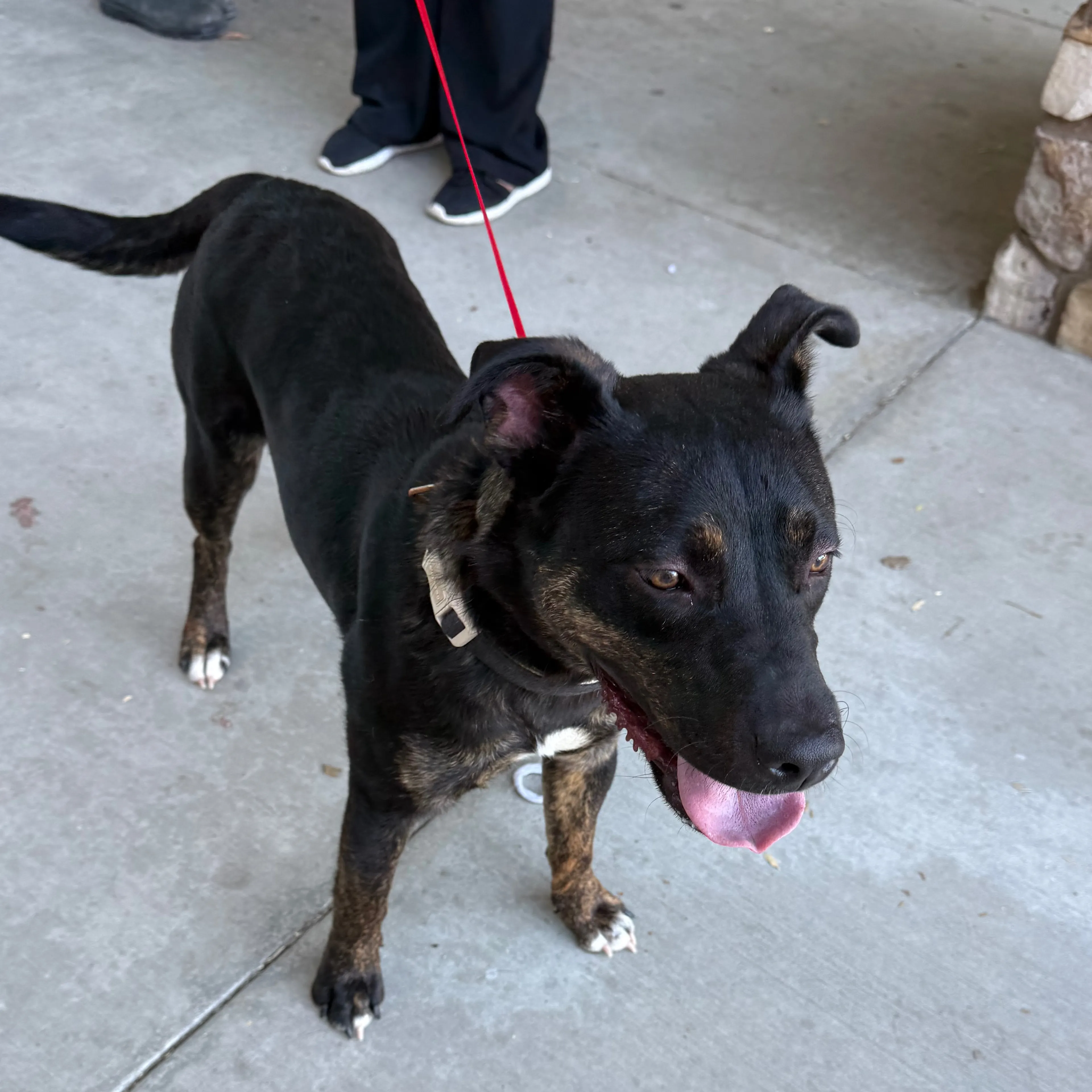 Found pet-1
