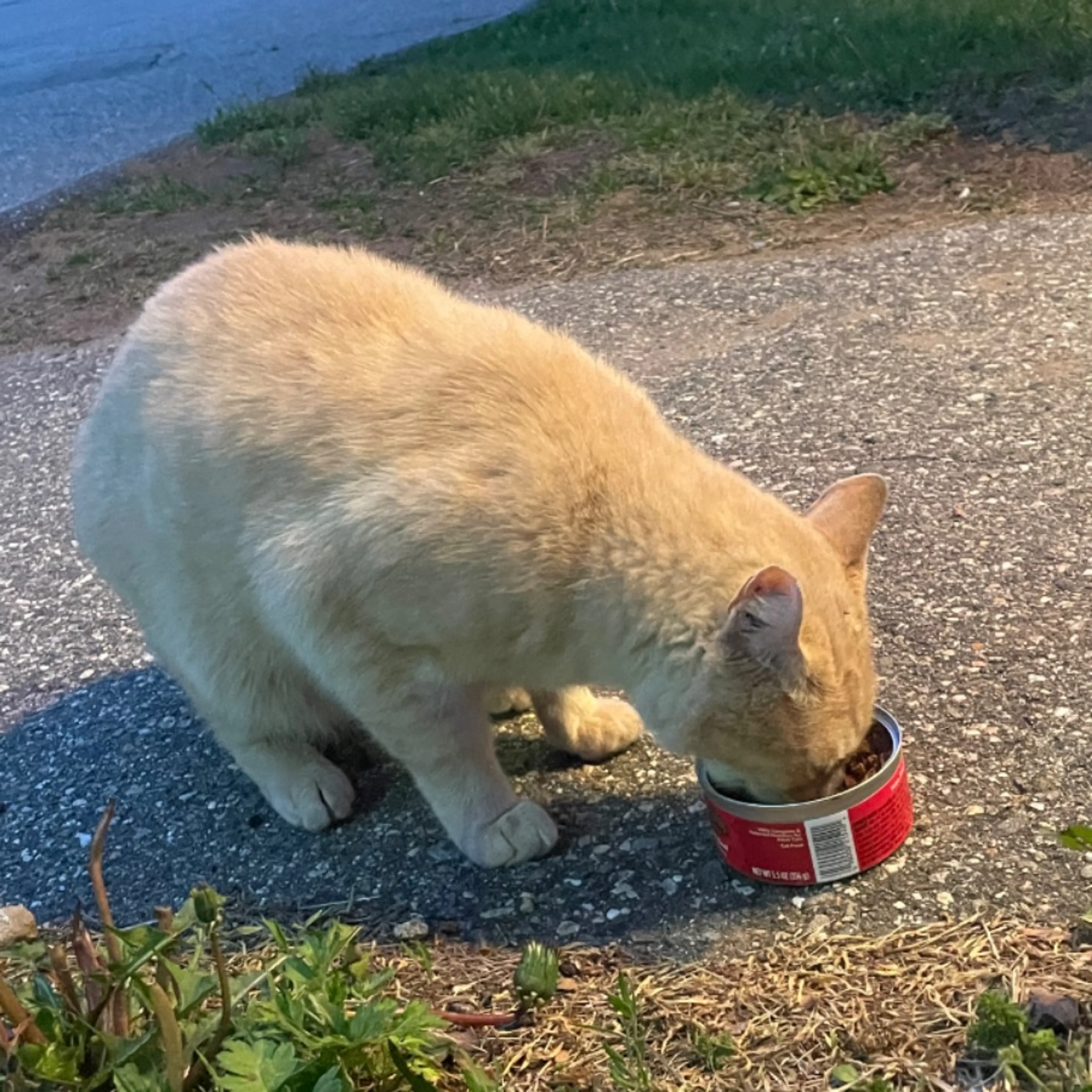 Found pet