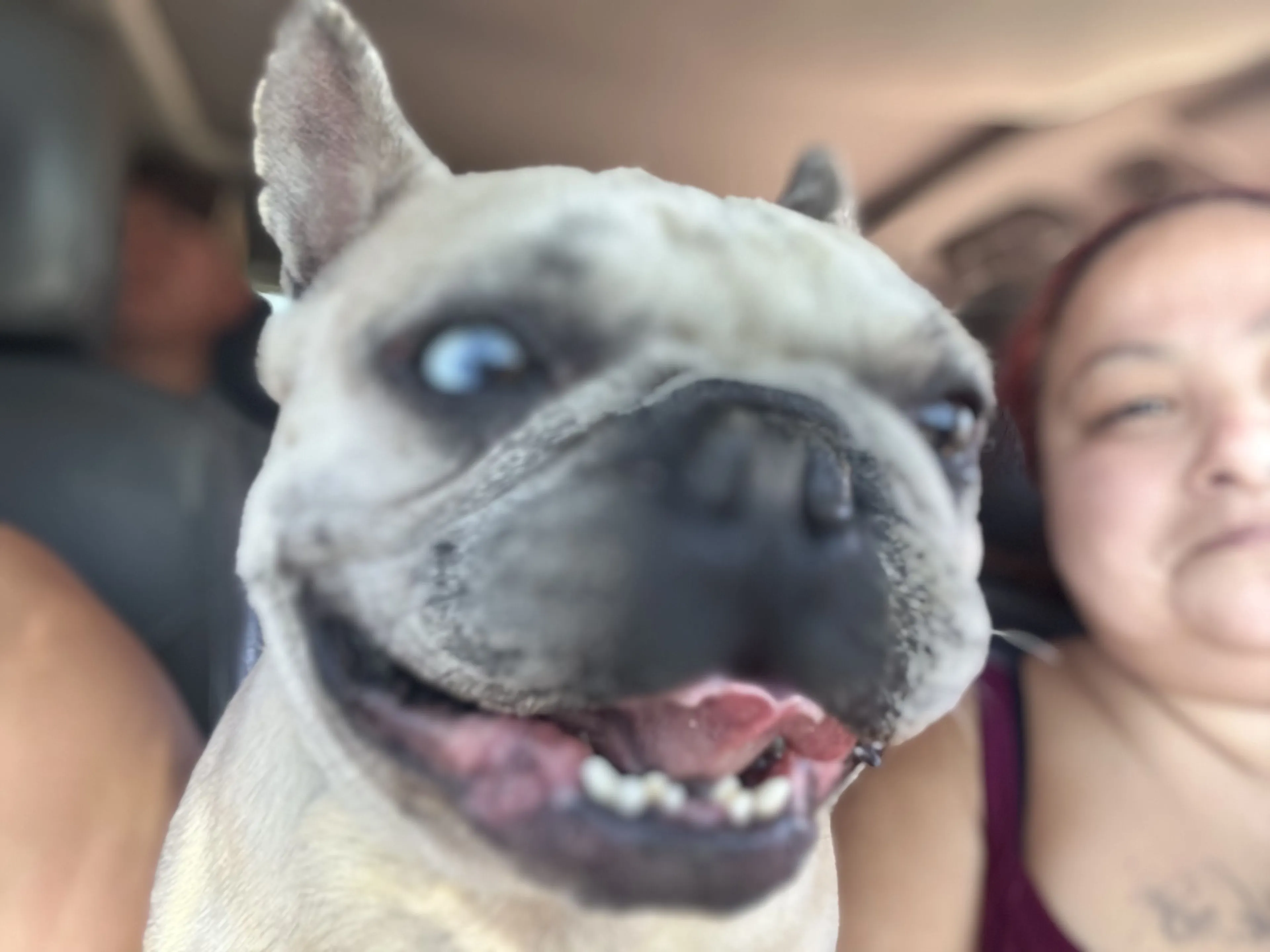 Lost pet-1