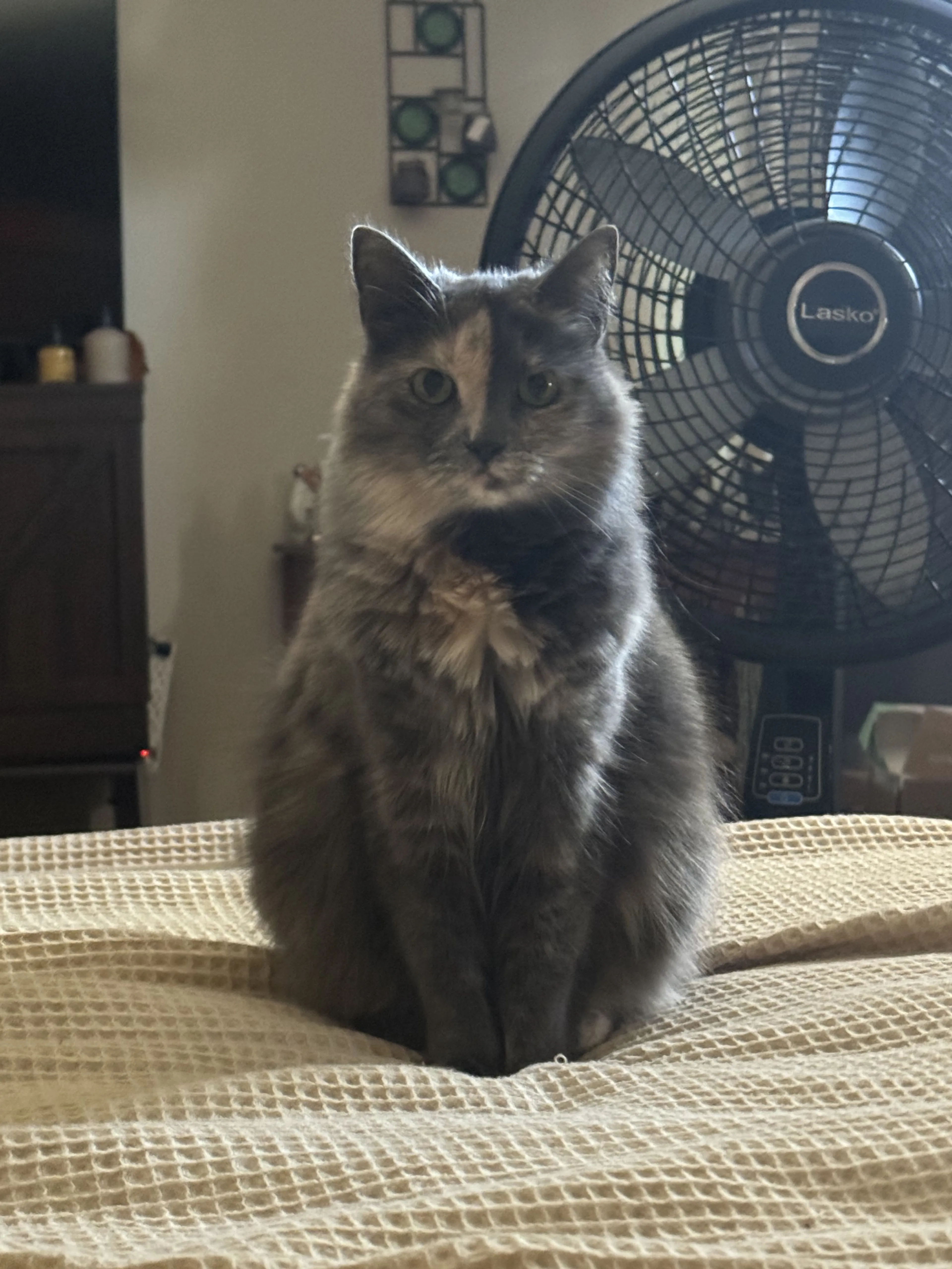 Lost pet