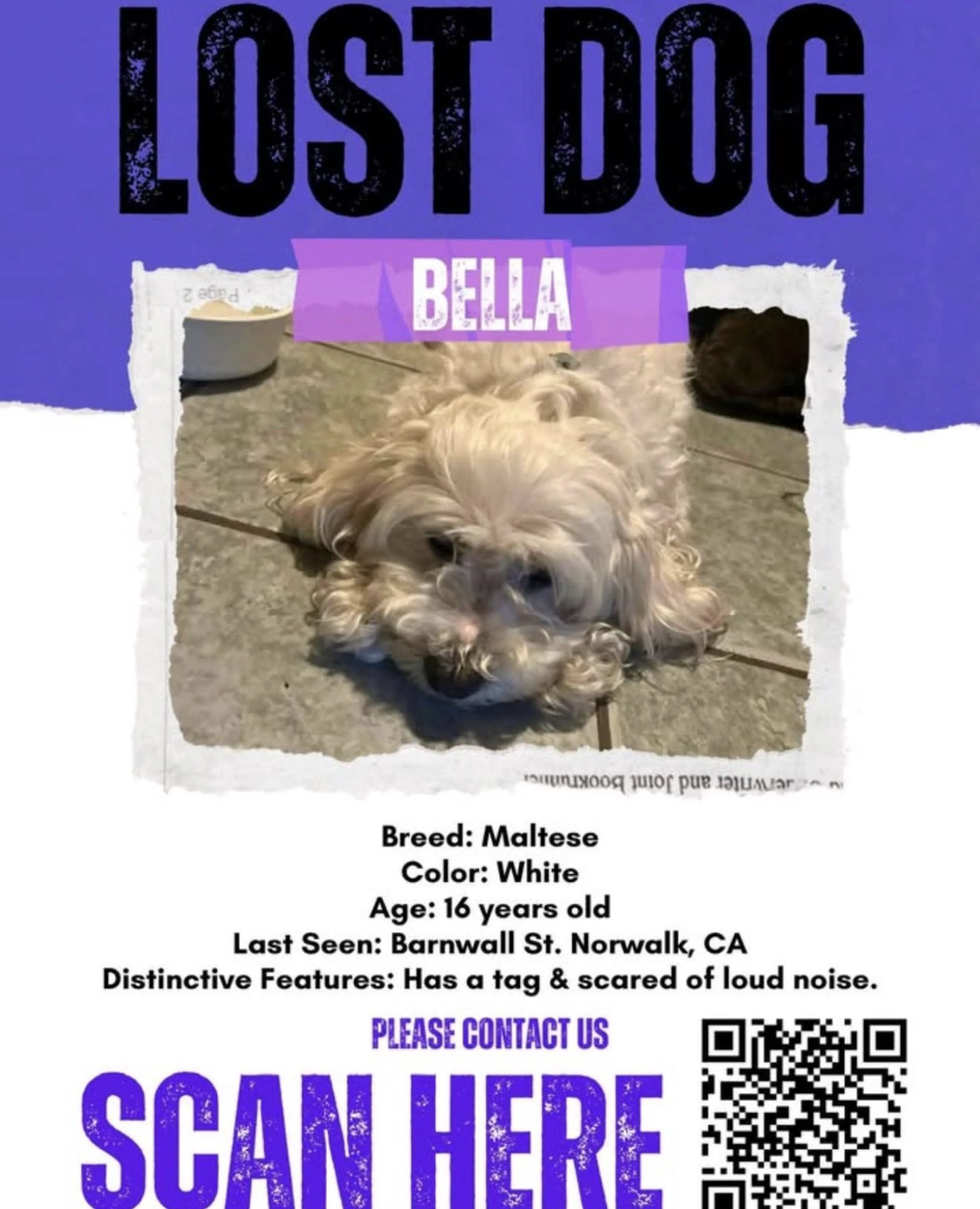 Lost pet