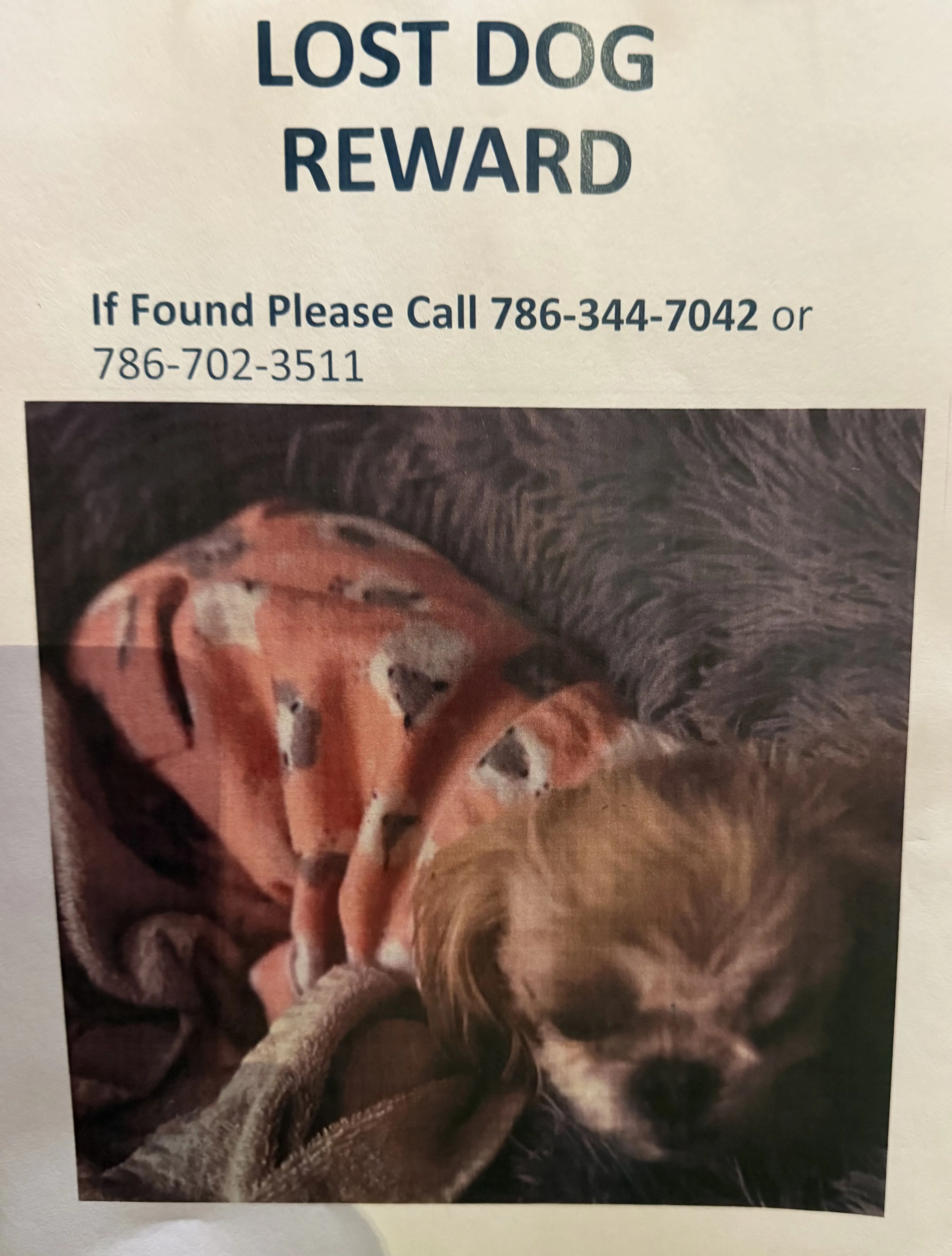 Lost pet