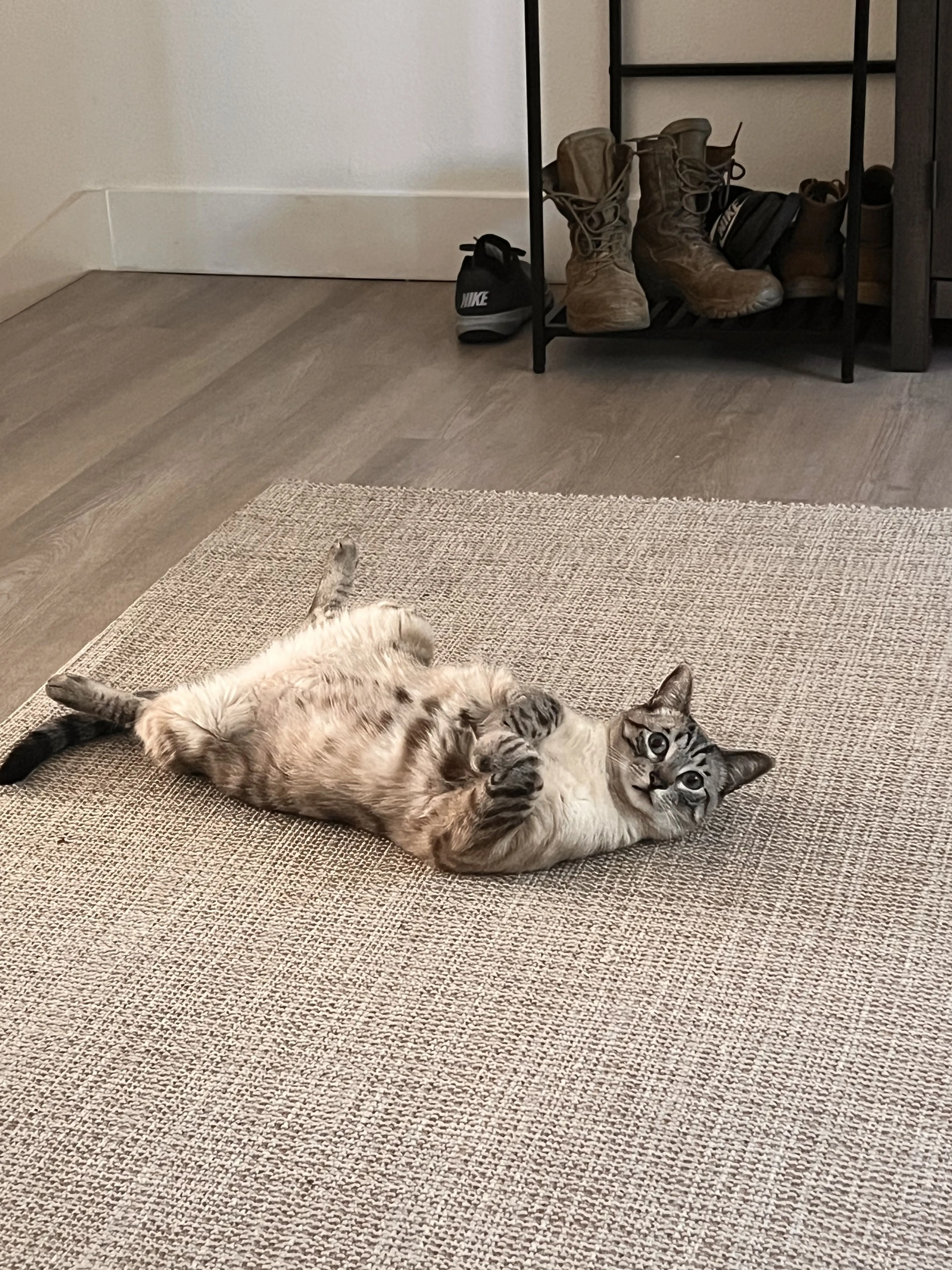 Lost pet-1