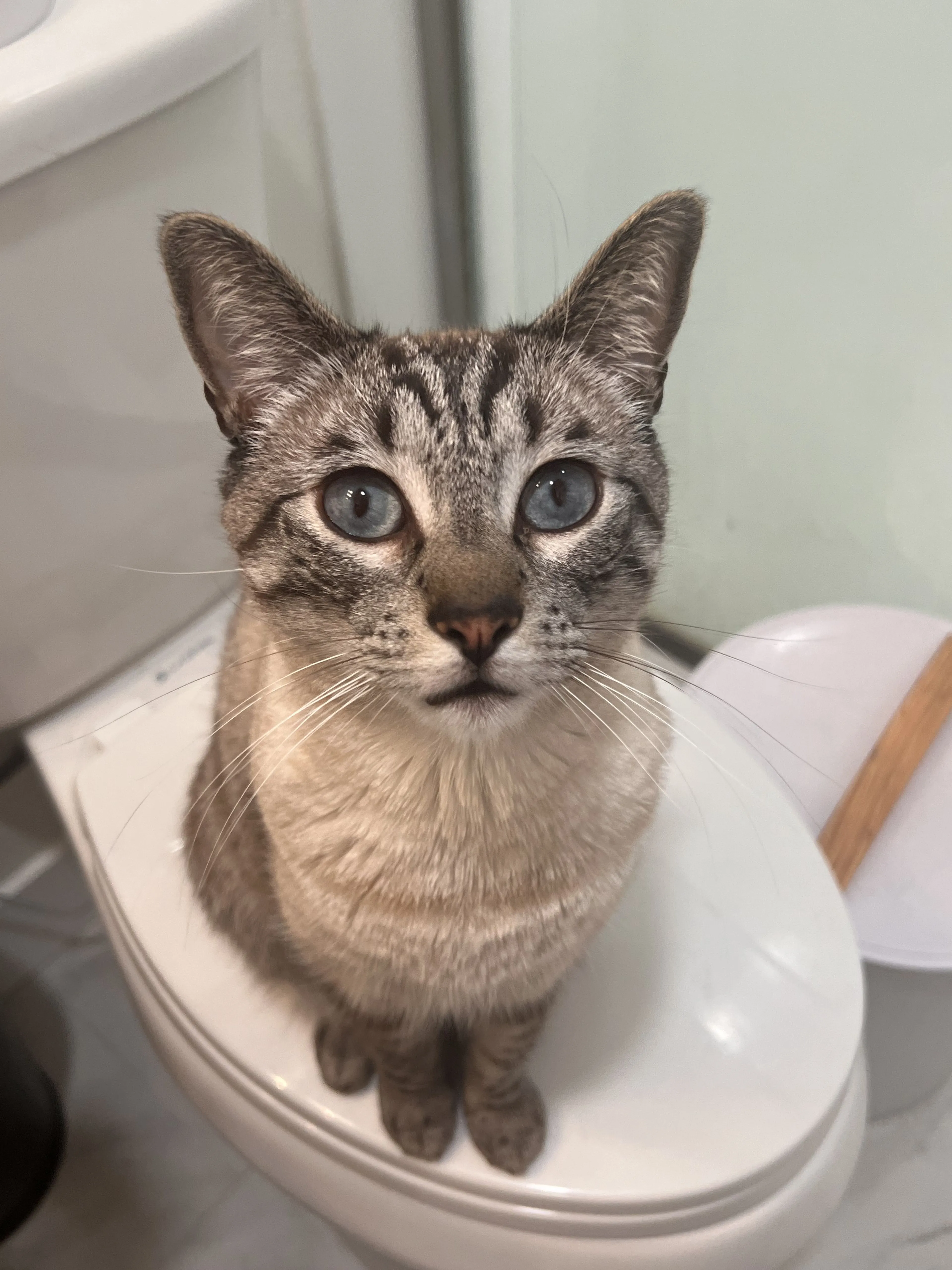 Lost pet-3