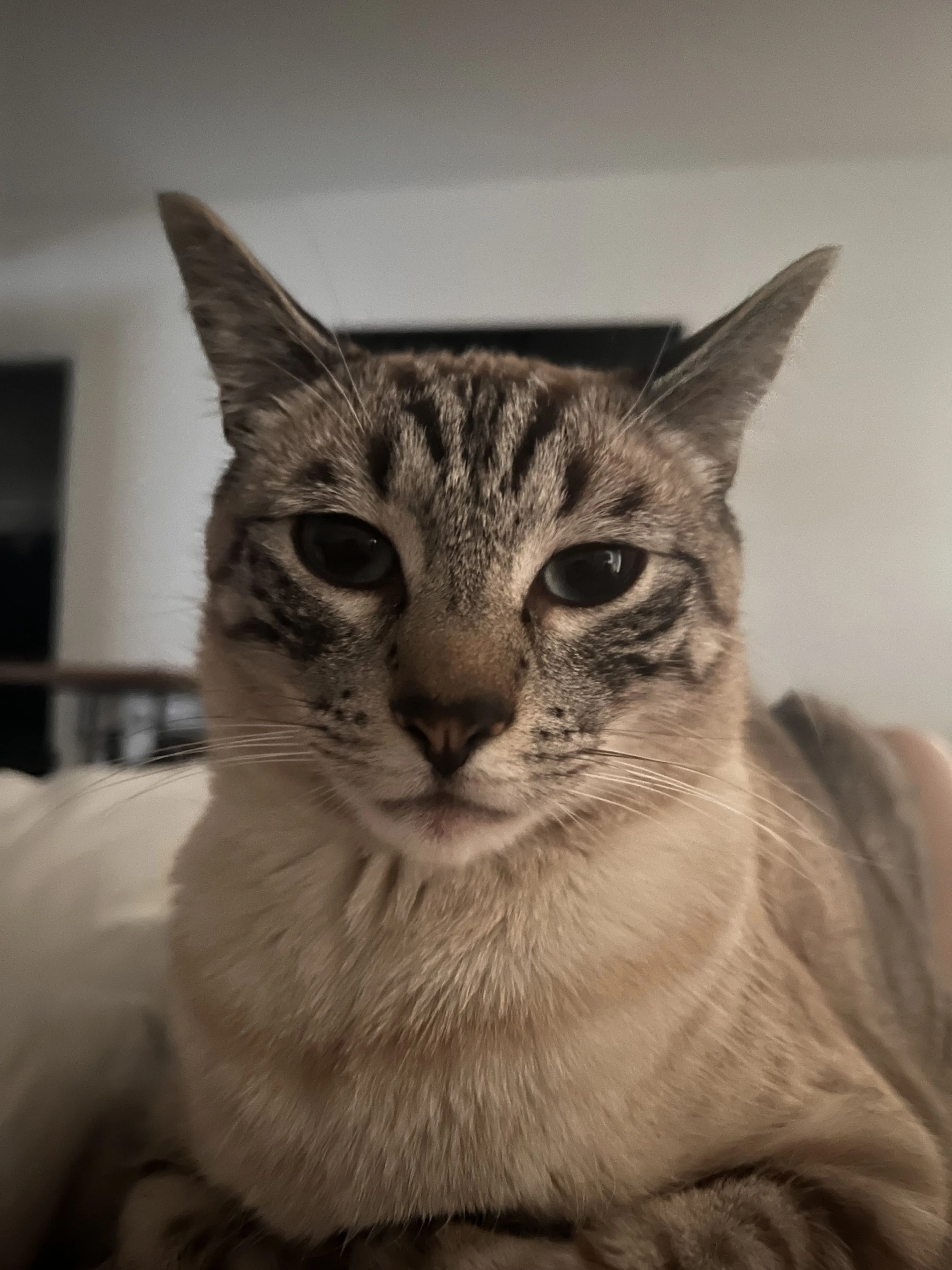 Lost pet-2